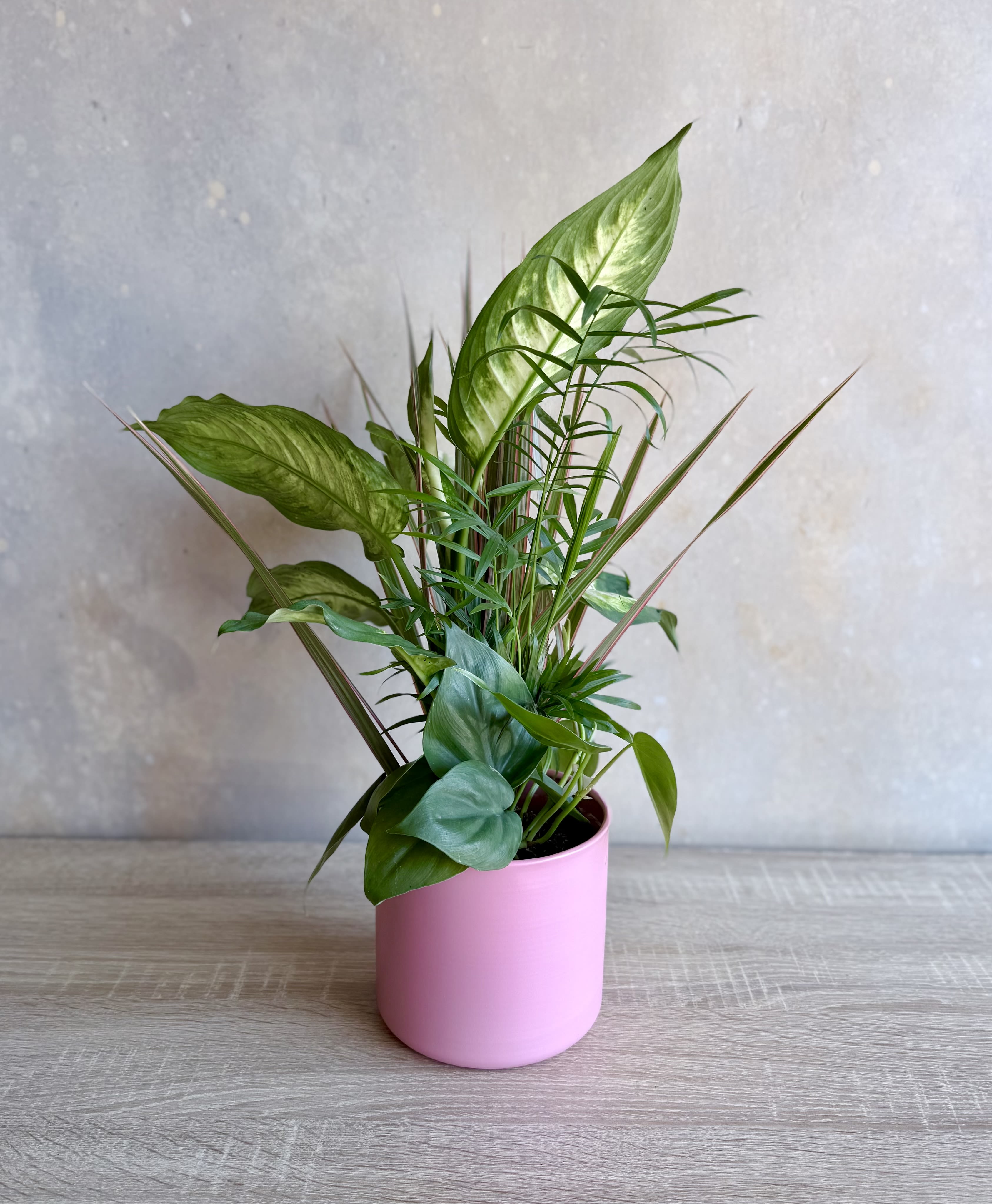 4” Combination Green Plant  - A four plant variety planted in a 4” pot and comes in a spring pink container. Easy care green plants and can be removed from the pink pot cover. 