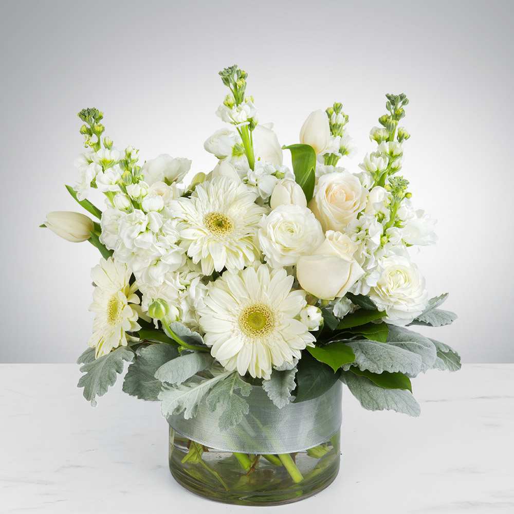 Purity (BB) - Introducing the "Purity" funeral flower arrangement, a graceful and pure tribute to honor a life lived with love and dignity. This all-white arrangement features an exquisite selection of flowers, including ranunculus, stock, gerbera daisies, roses, tulips, and finished with the stunning dusty miller foliage, surrounded by other luscious greenery.