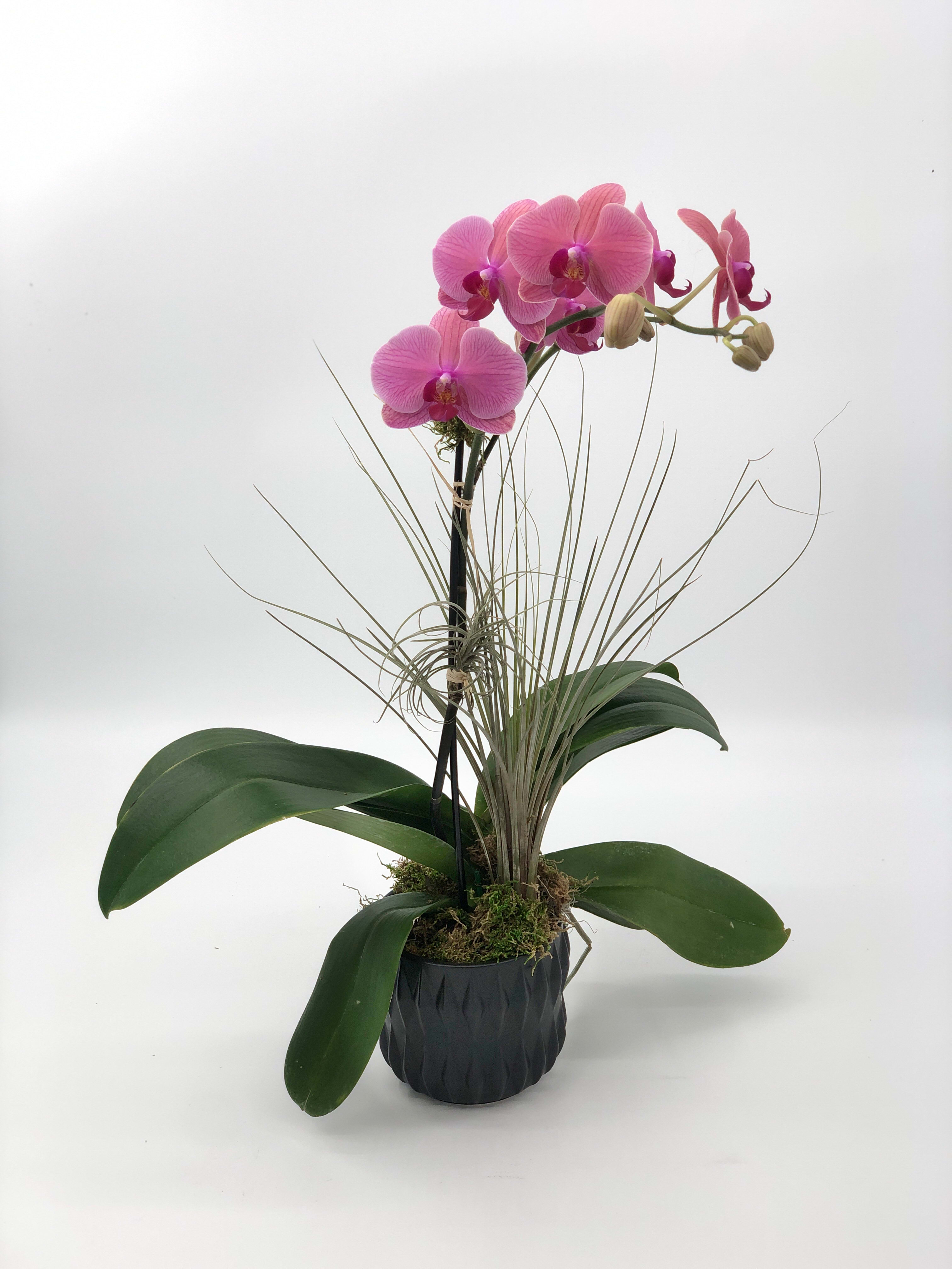 Pink orchid plant in a black pot with long grass-like accents