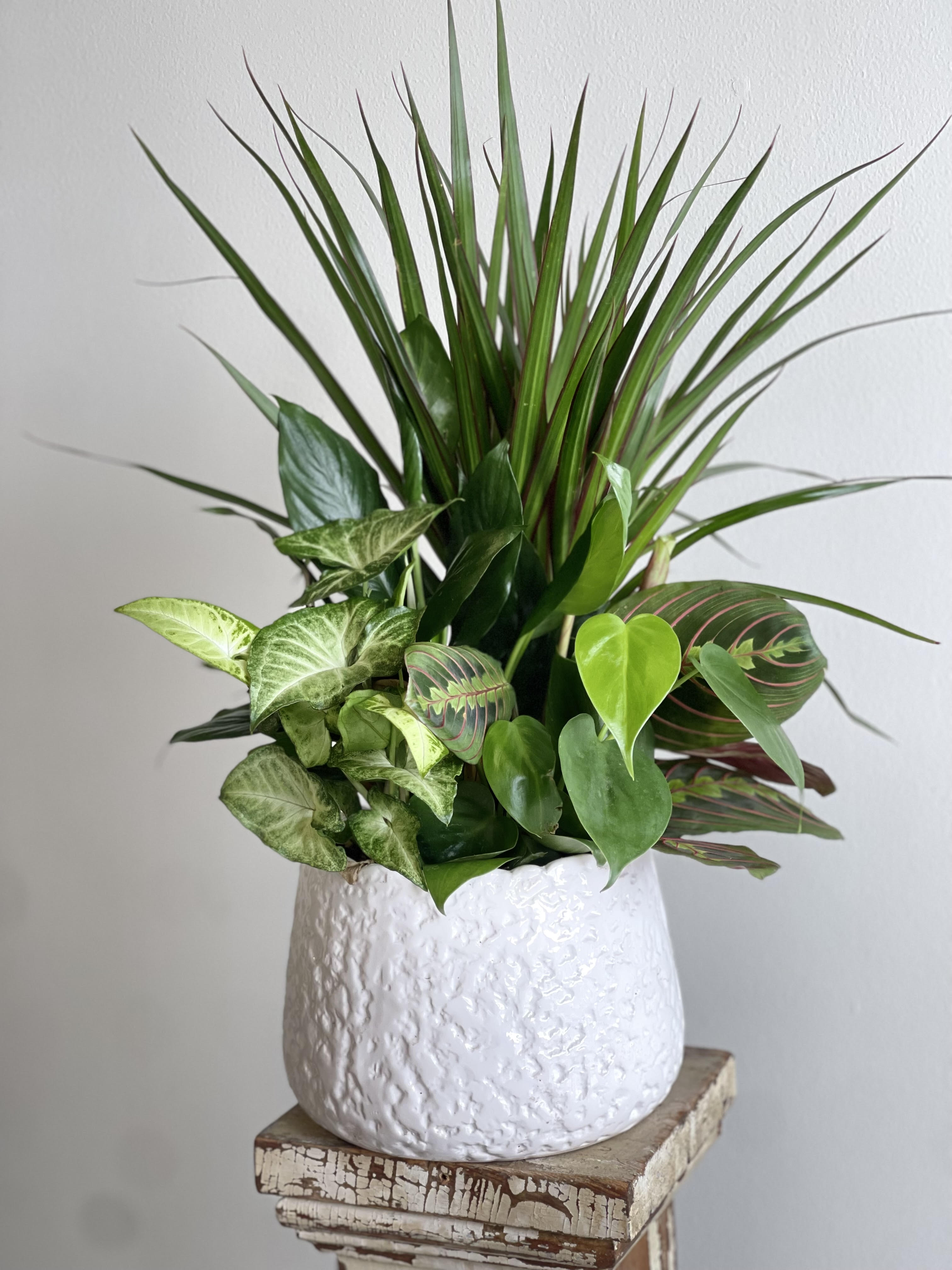 Mixed green houseplants in a white textured pot