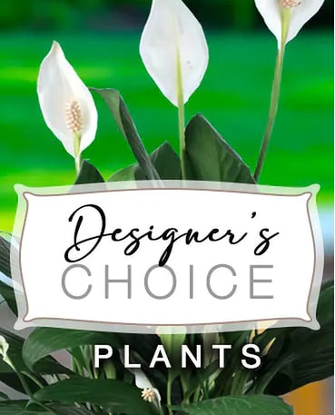 Florist Choice Green Plants - If you do not have a specific plant option in mind then simply select a desired price point and we will select the perfect plant from our existing stock of inventory, guaranteeing you the freshest and lushest greenery available. Sizes, varieties, and containers may vary.