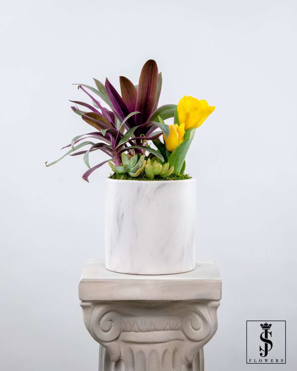 Yellow tulips and purple foliage in a white pot