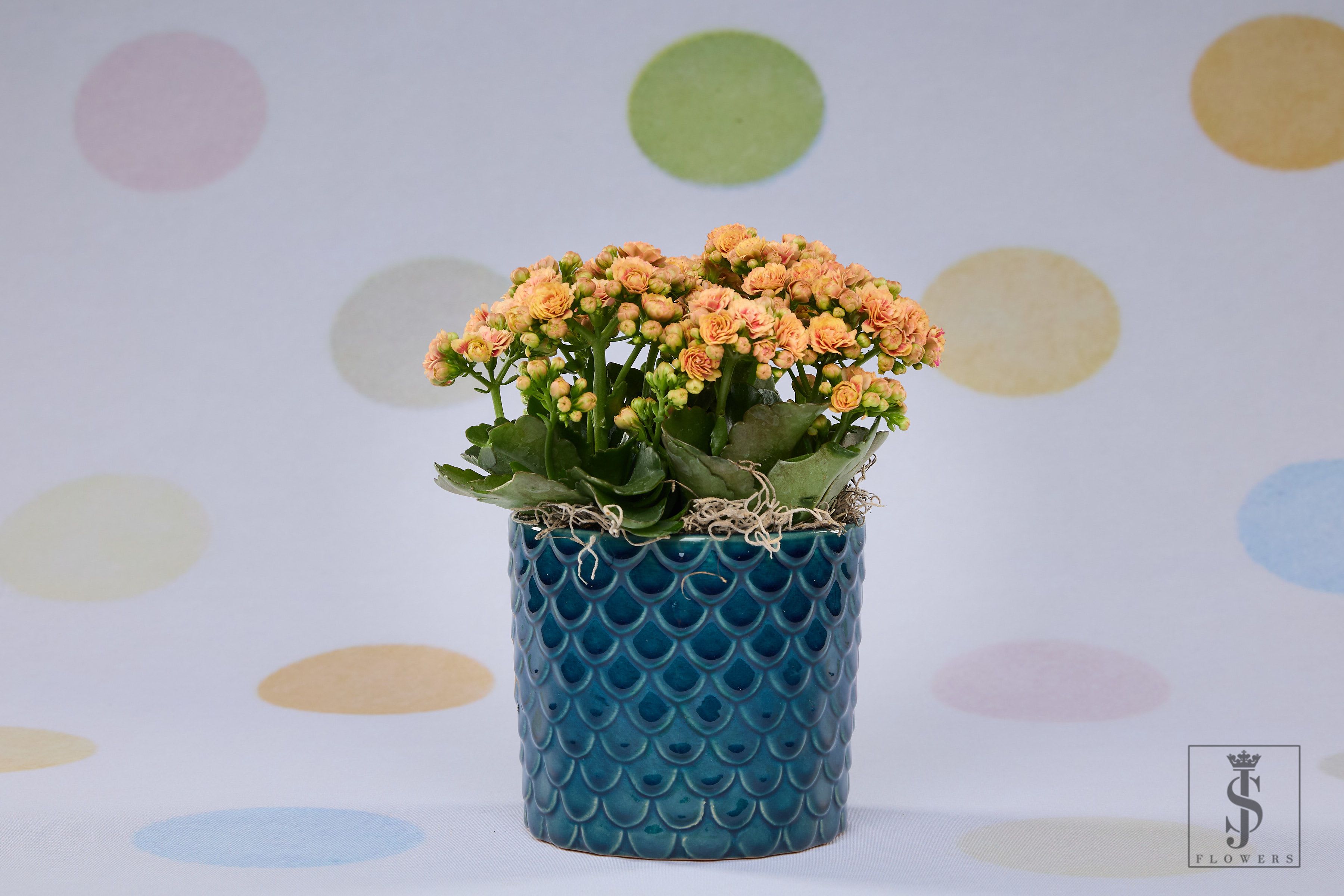 Orange kalanchoe flowers in a blue textured pot
