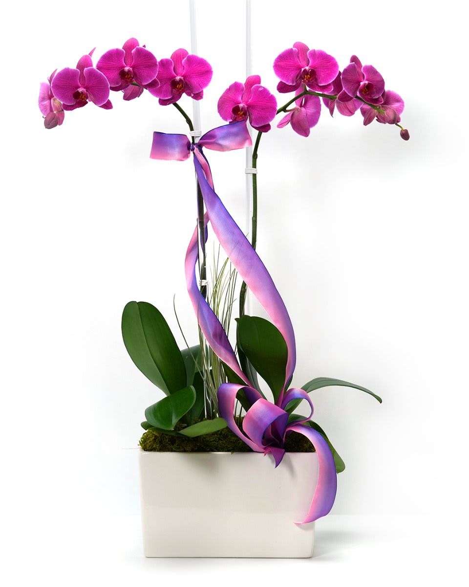 Pink phalaenopsis orchid plant in a white rectangular pot with a purple ombre ribbon.