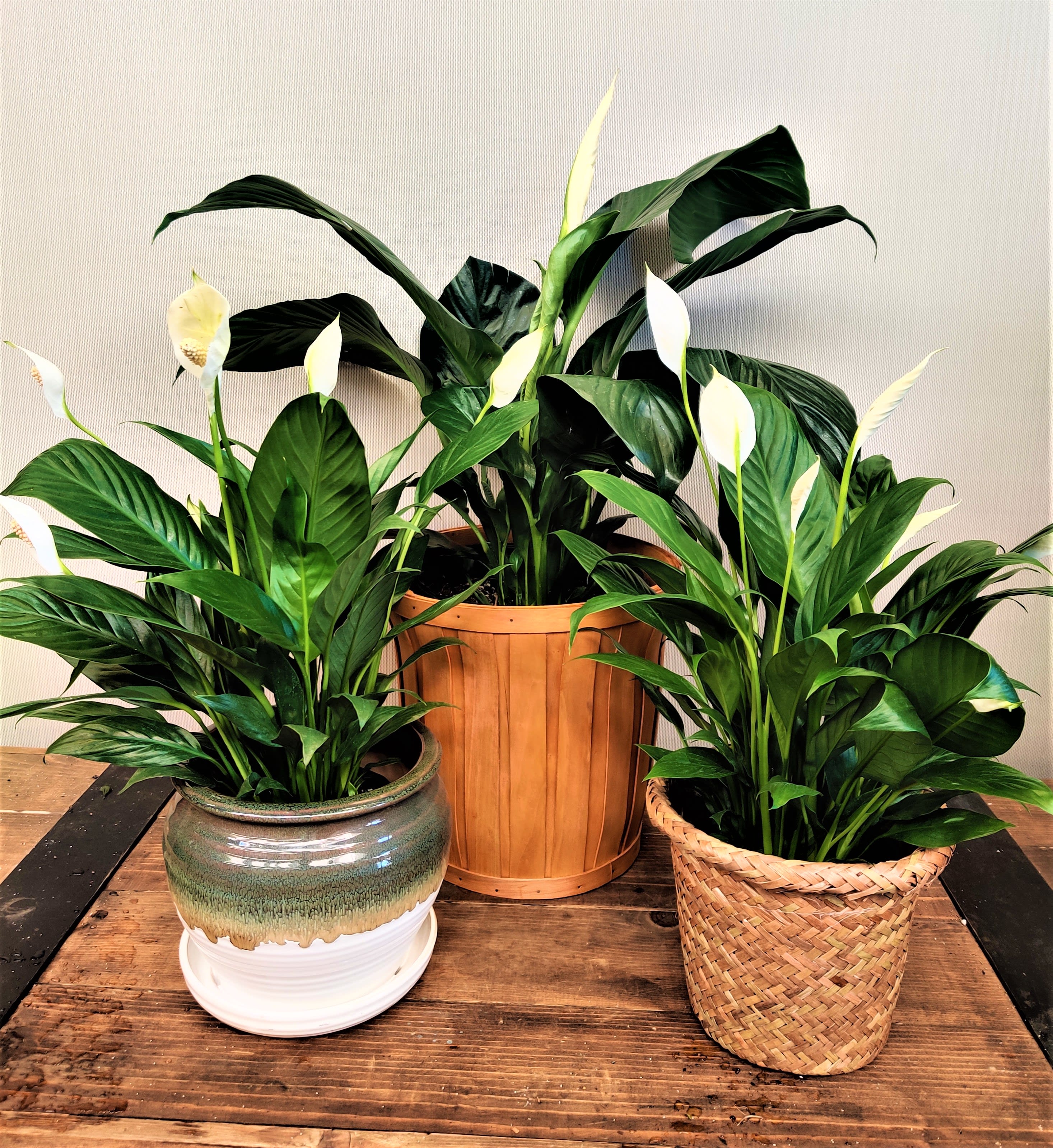 Three potted peace lilies with white blooms on a wooden table