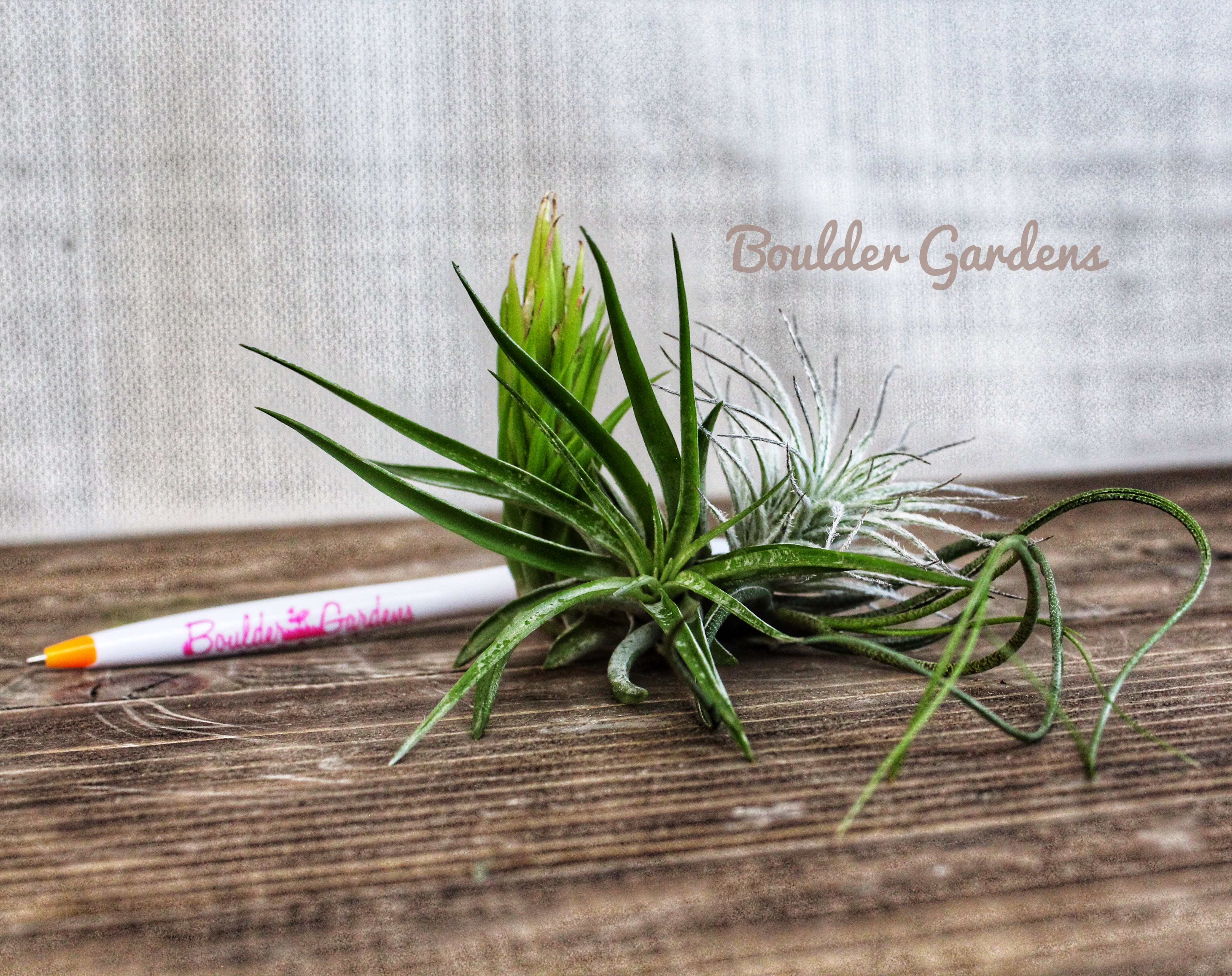 One small Air Plant - We will pick out our nicest quality air plant in this size
