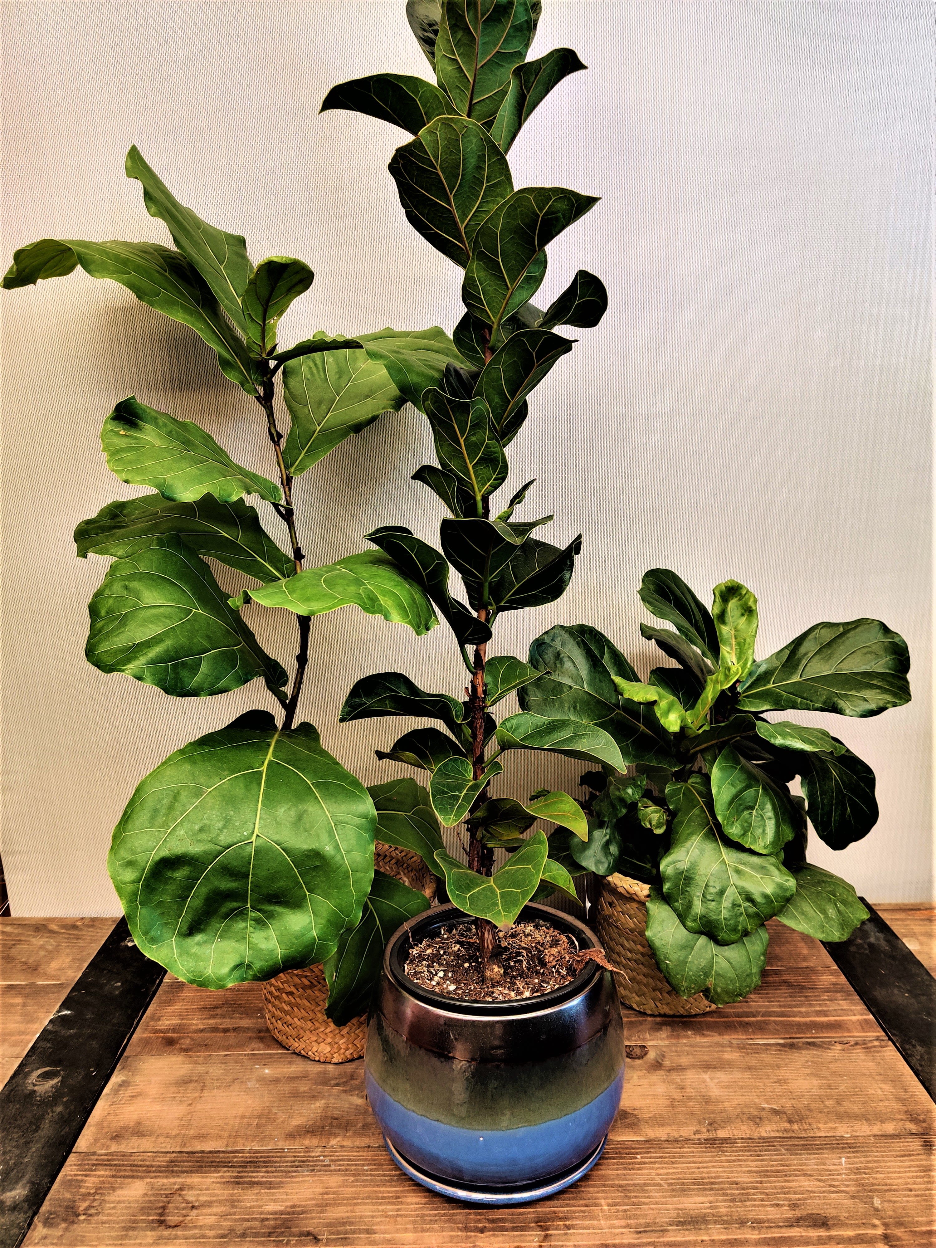 Fiddle Leaf Fig (Single Plant, variety chosen at random) 6" - The fiddle-leaf fig (Ficus lyrata) is a popular indoor tree featuring very large, heavily veined, and glossy violin-shaped leaves that grow upright on a sleek trunk. A fiddle-leaf fig is perfect as a focal point of a room if you can situate it in a floor-standing container where the plant is allowed to grow to at least 6 feet tall. (Most indoor specimens reach around 10 feet tall.) It's a fairly fast grower and can be potted at any point in the year if you're like most gardeners acquiring a nursery plant to keep indoors. Keep in mind this gorgeous plant is toxic to cats and dogs.