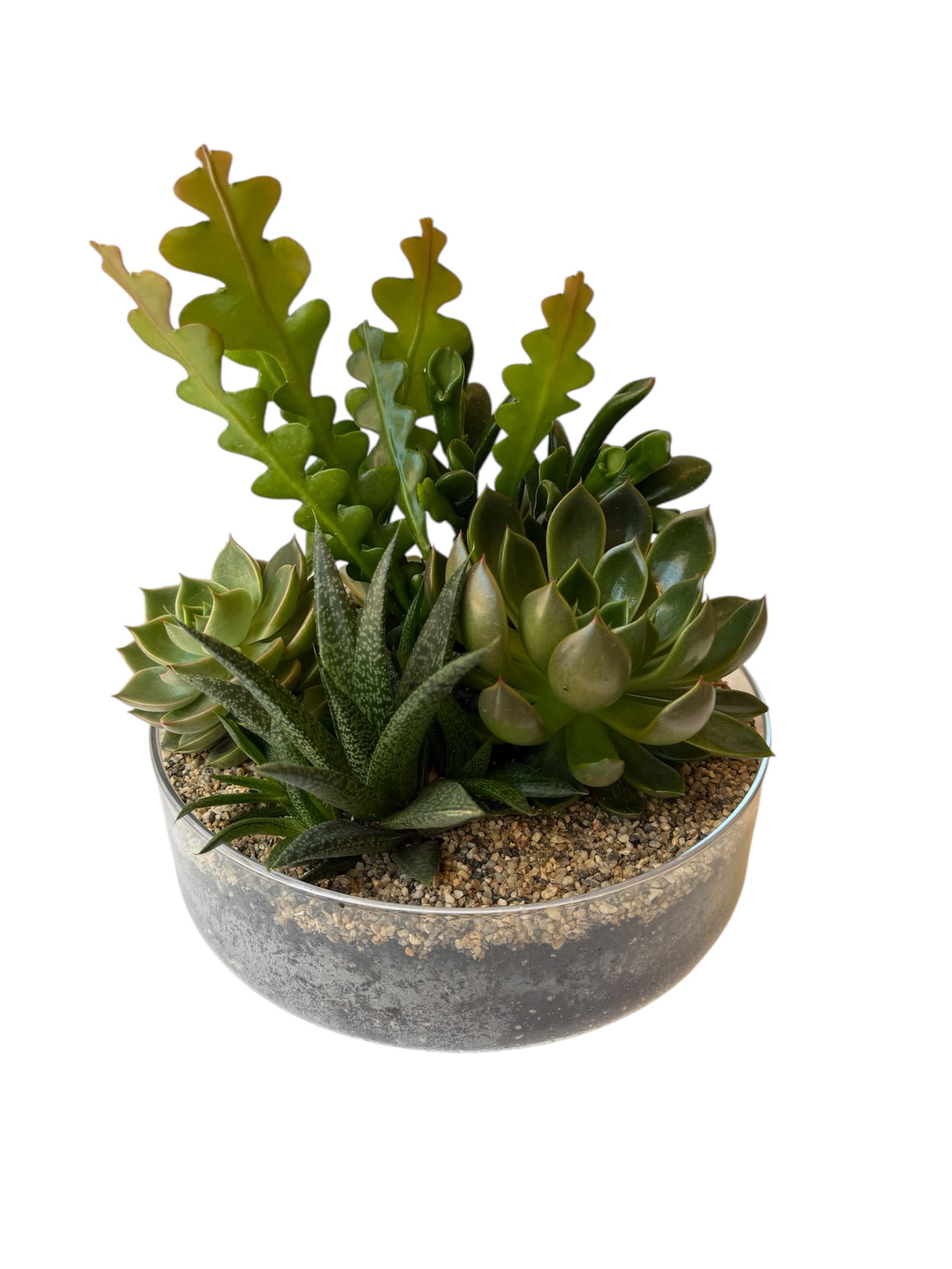 Glass, Succulent Garden  - Mixed of 6 large succulents in a clear glass pot.   Measuring 9.5"x 4.25"