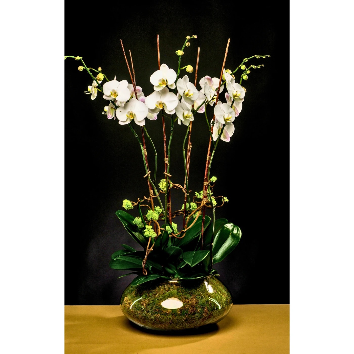 Celestial Sparkling Bloom - Six white Phalaenopsis Orchid plants designed in a clear glass bowl vase &amp; enhanced with soft and delicate makeup, using kiwi branches, reindeer moss, and bamboo sticks.  Vase Dimensions:  7.00" Height x 15.50" Width x Opening 9.50"(Clear glass bowl)