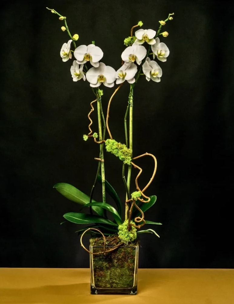 White orchids in a square glass vase with curly vine accents
