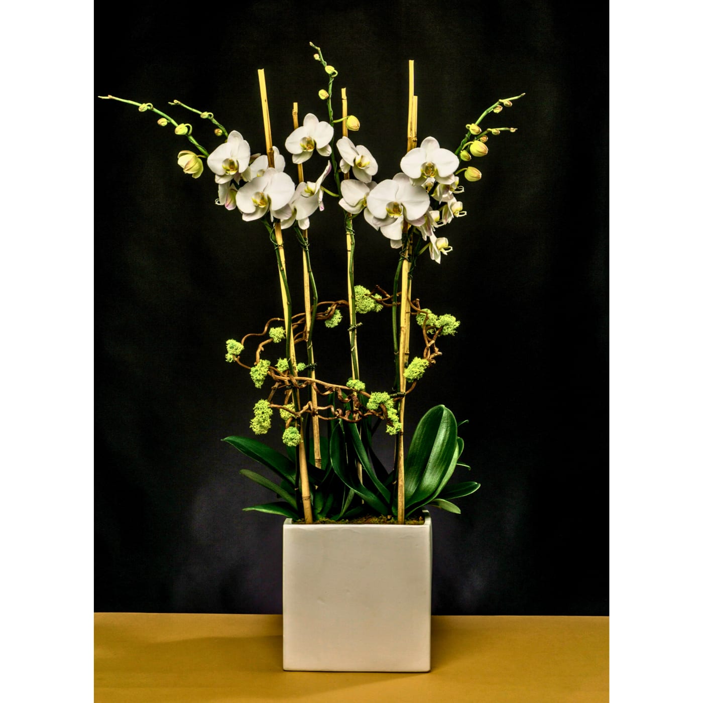 White Elegance Unveiled - Six white Phalaenopsis Orchid plants designed in a square white vase.   Minimal &amp; sleek makeup using green bamboo sticks for support and artistic flare.  Vase Dimensions:  10.00" Height x 10.00" Width x 10.00" Depth (ceramic matte finish)