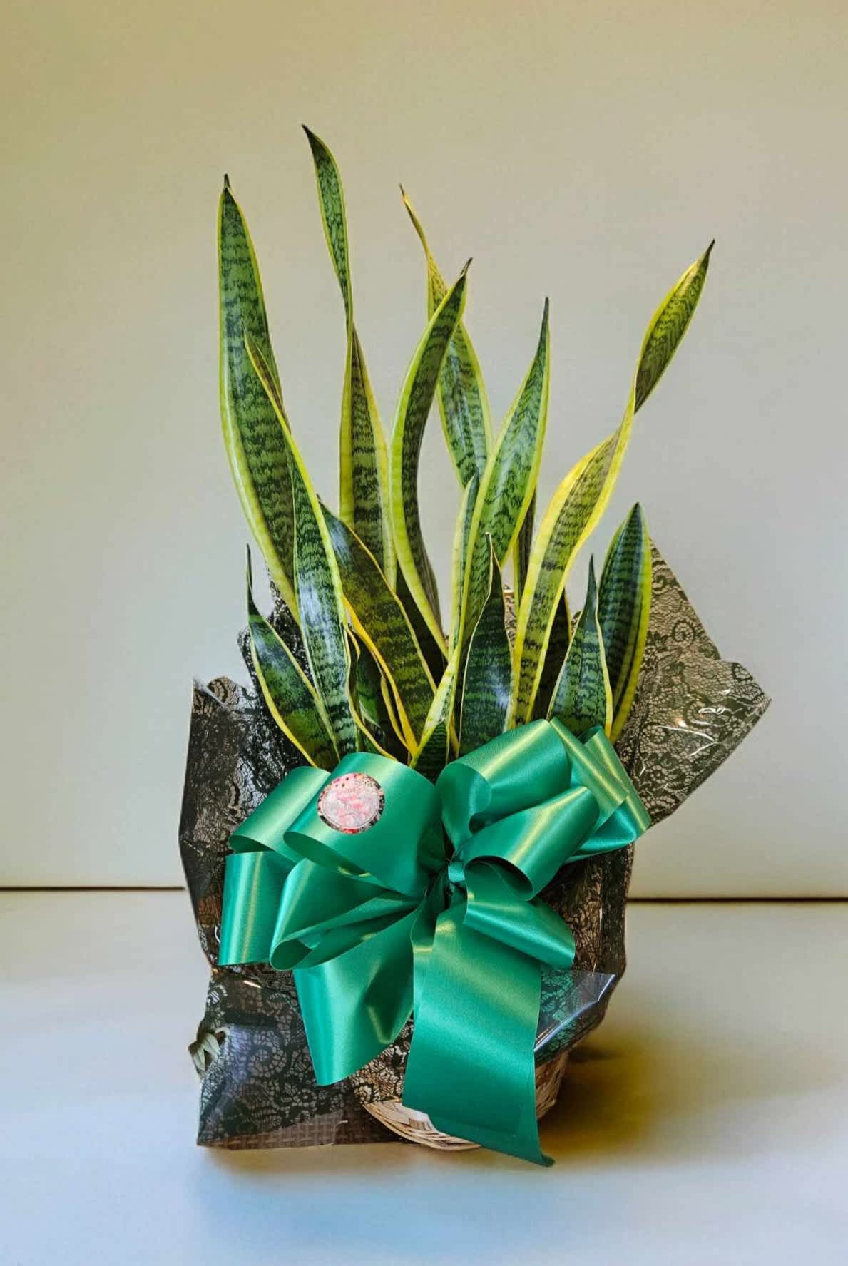 Snake Plant (8 inch pot) - Also known as the Mother-In-Law Tongue plant due to it's sharp points, it makes a great statement if you're wanting to stand out from all the other plants in the room!