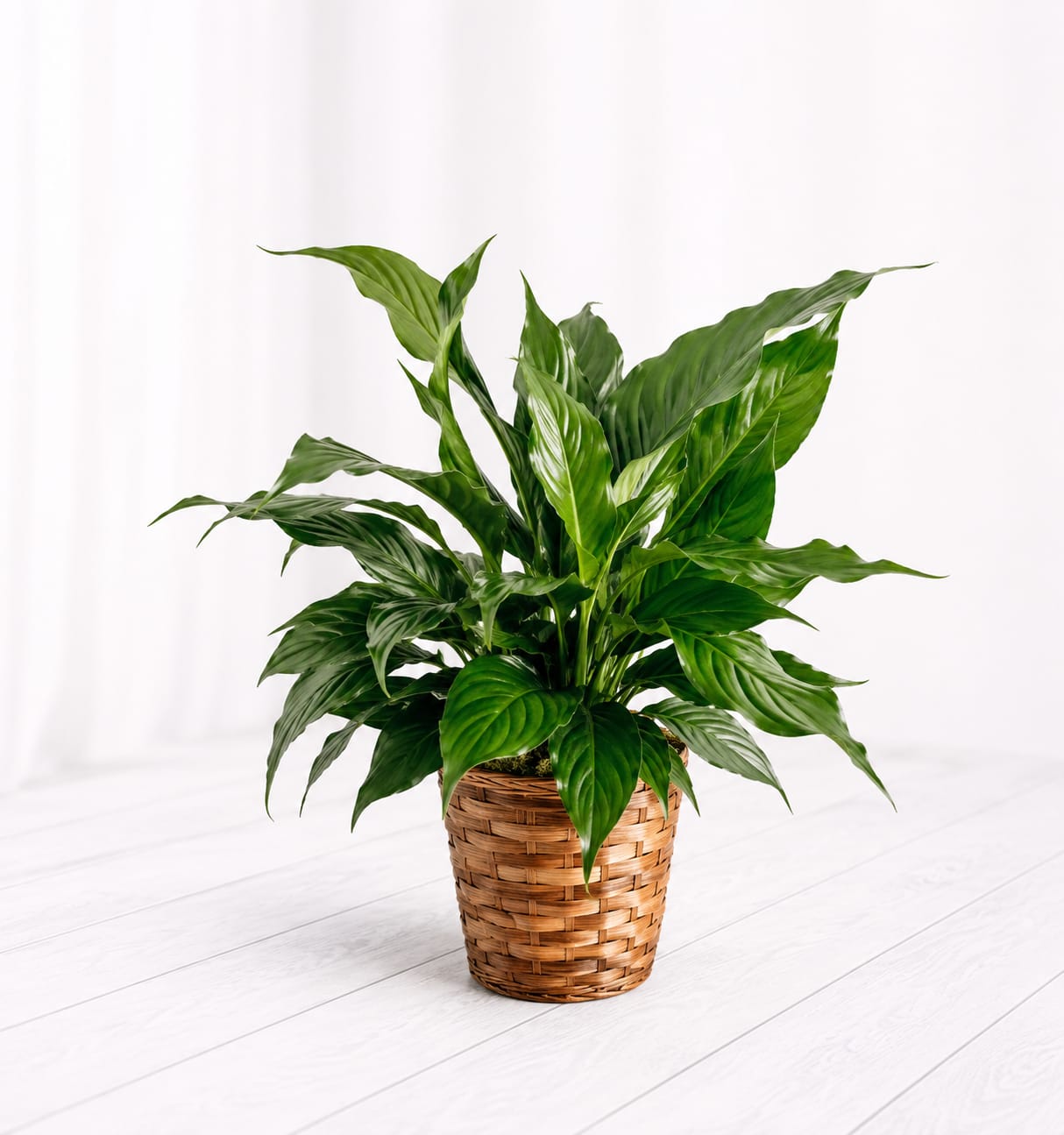 Peace Lily  - Peace lilies are a popular sympathy gift. We have them in two sizes and all of them come in a basket with a bow!  6 inch  and 8 inch  