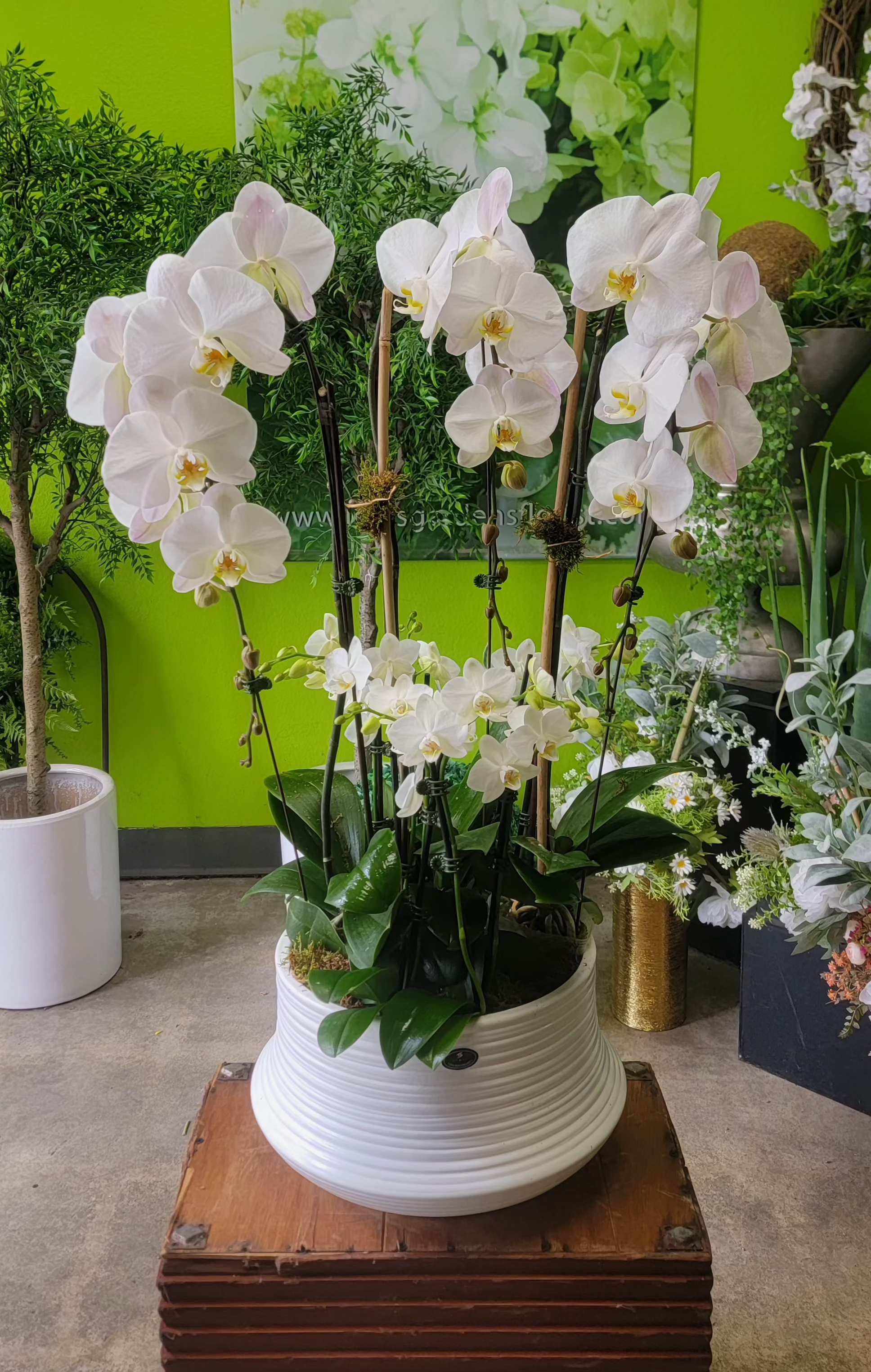Orchid 2 - 24in w x 30i h
