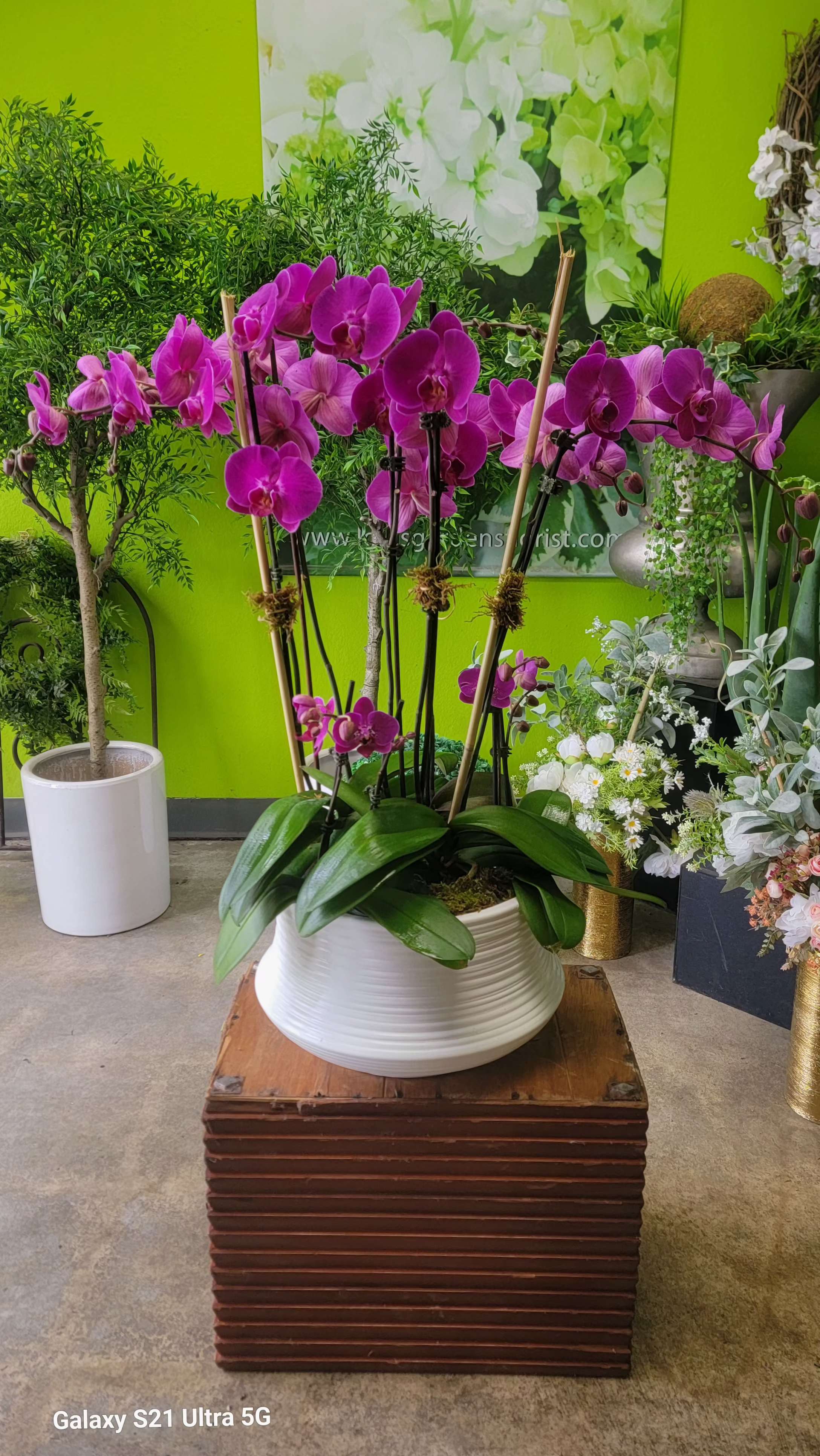 Orchid 1 - 20in w x 30in h