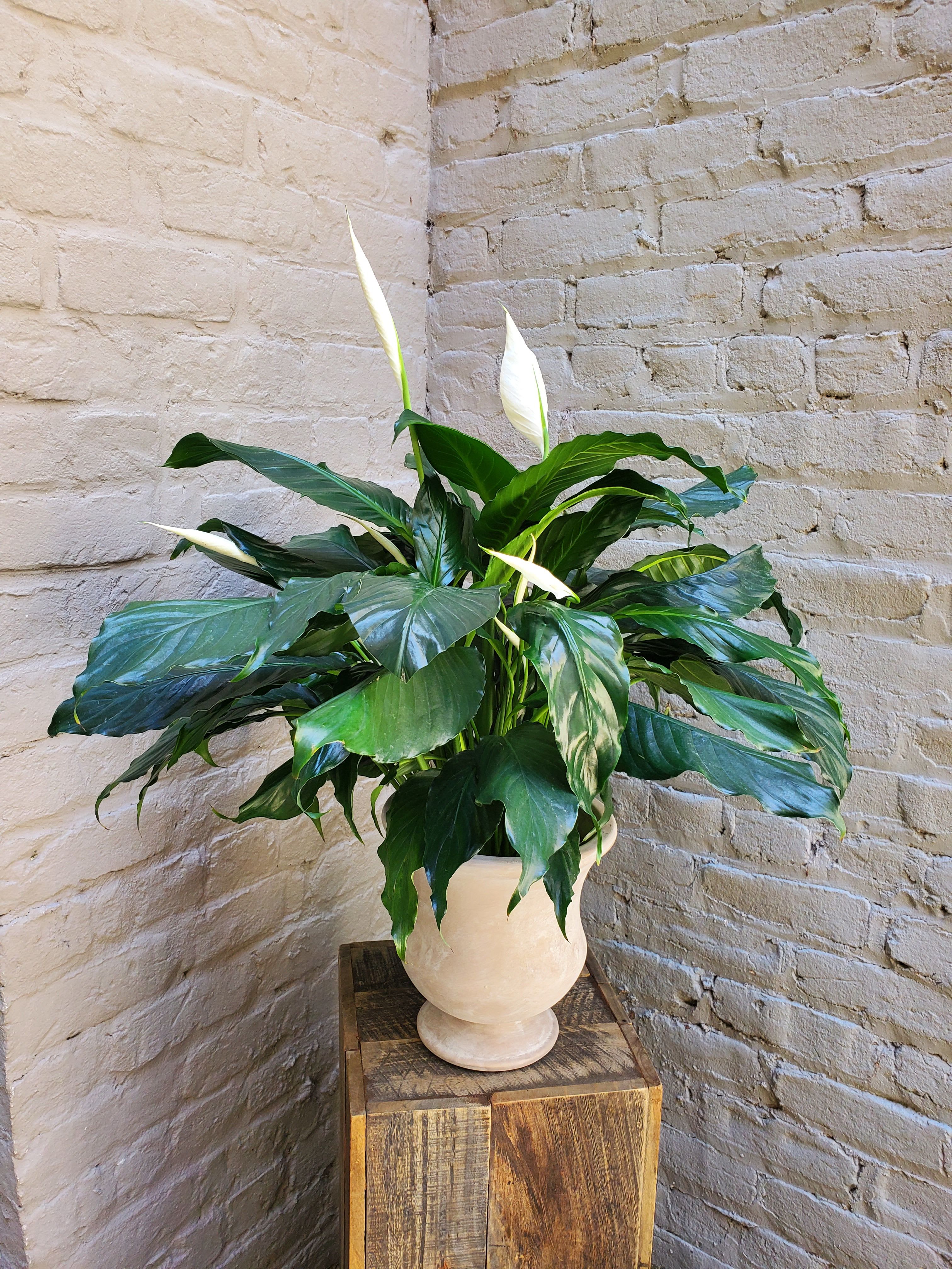 Potted Peace Lily Plant - This lush potted peace lily plant will bring a calming elegance to any space -- whether as a sympathy arrangement, a thoughtful housewarming gift, or to share simple everyday beauty with someone you love.  Measures approximately 24"x24".   