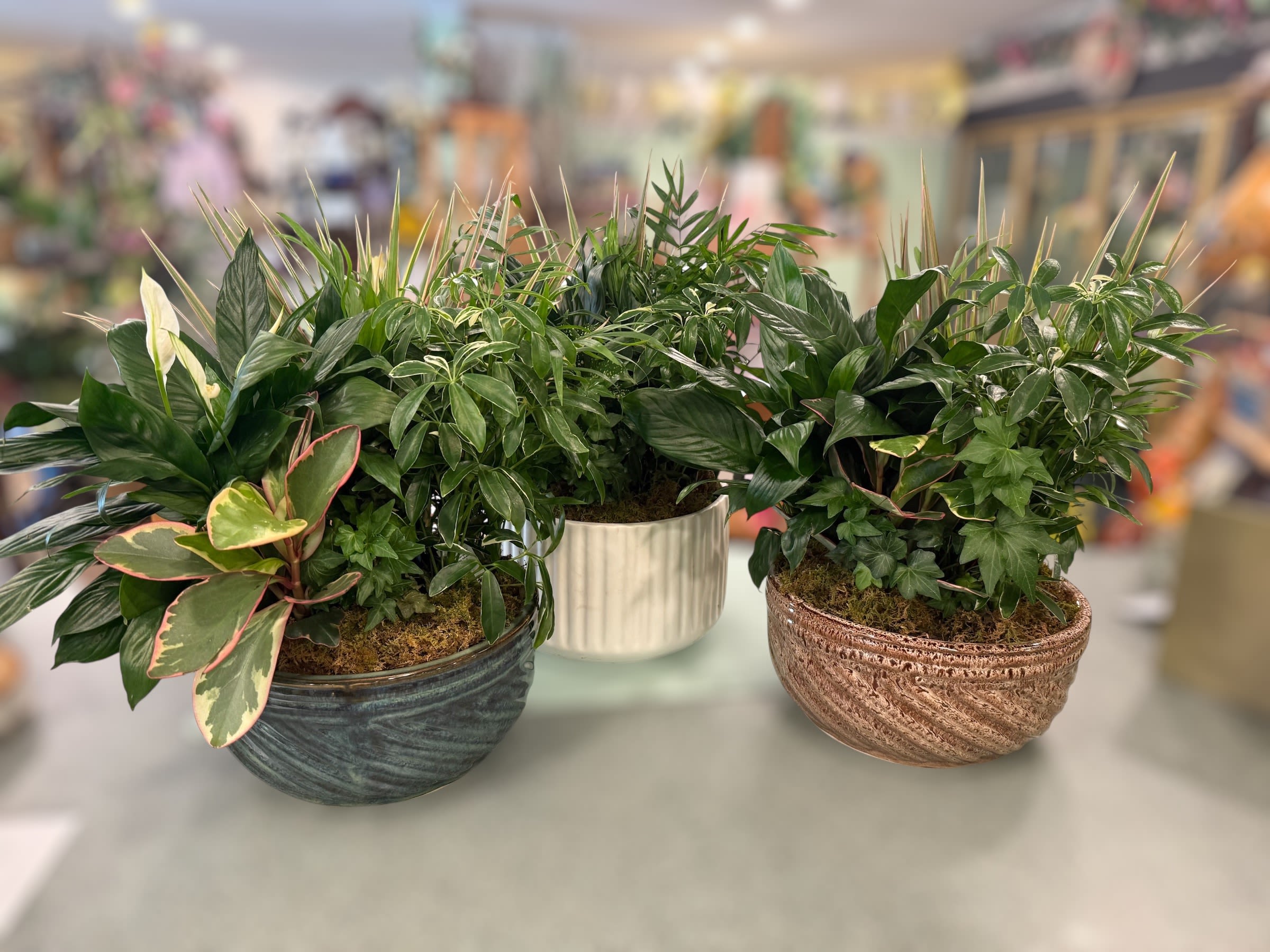 Dish garden in Ceramic Container (Med) - Assorted plants with moss placed in a ceramic container.  ***Ceramic color/style will vary.  
