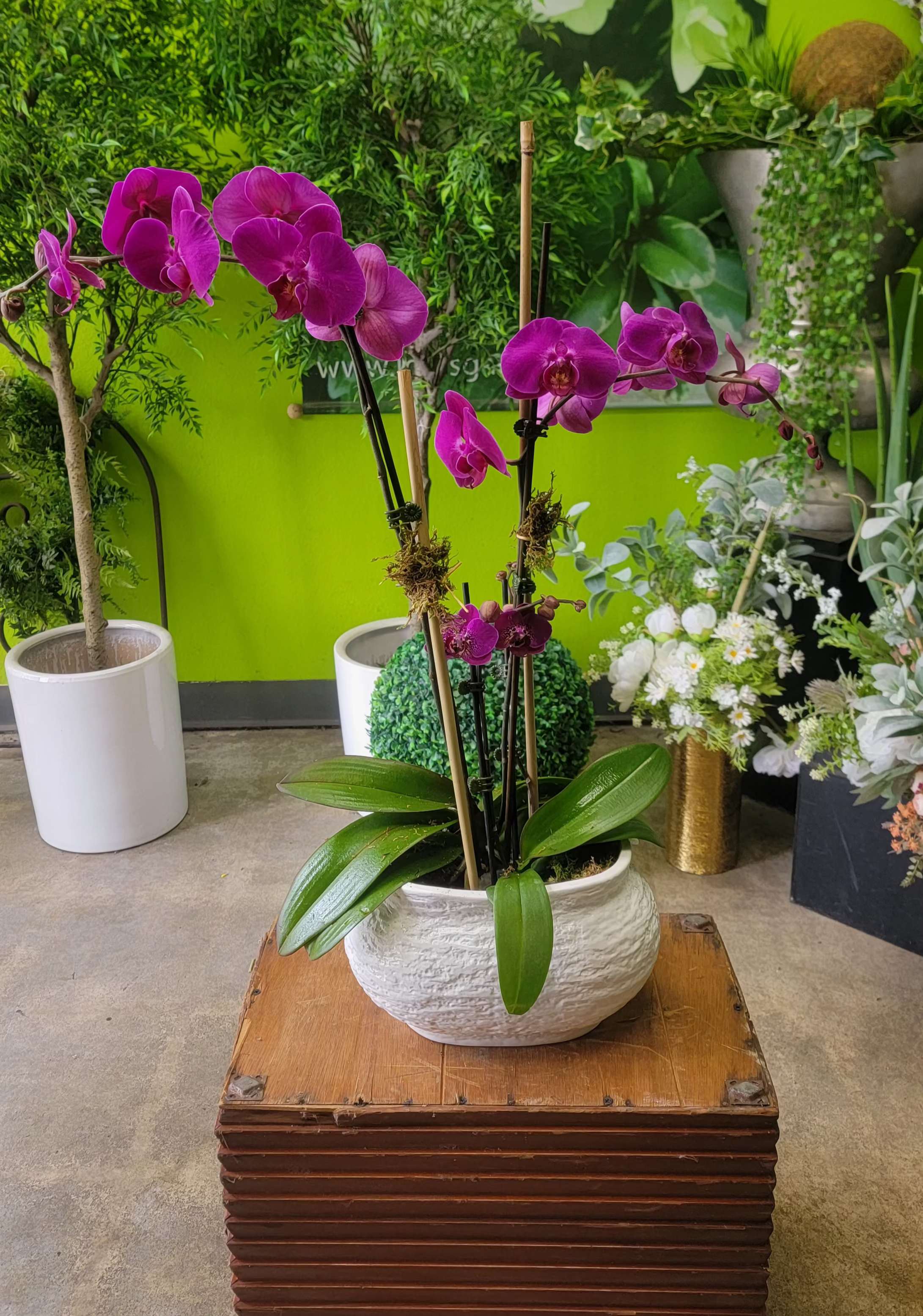 Orchid 3 - 15in w x 20in h