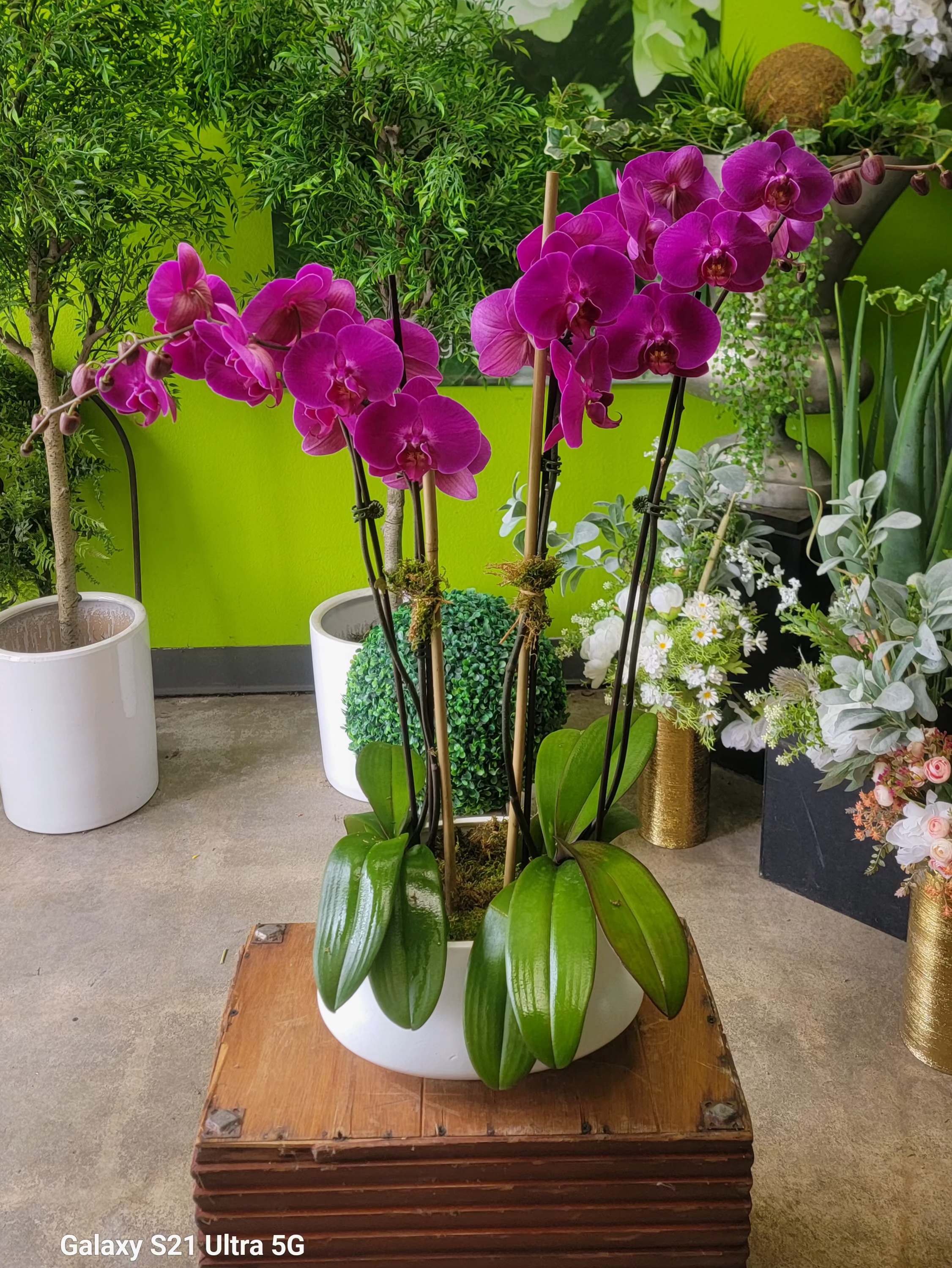 Orchid 4 - 2 orchids