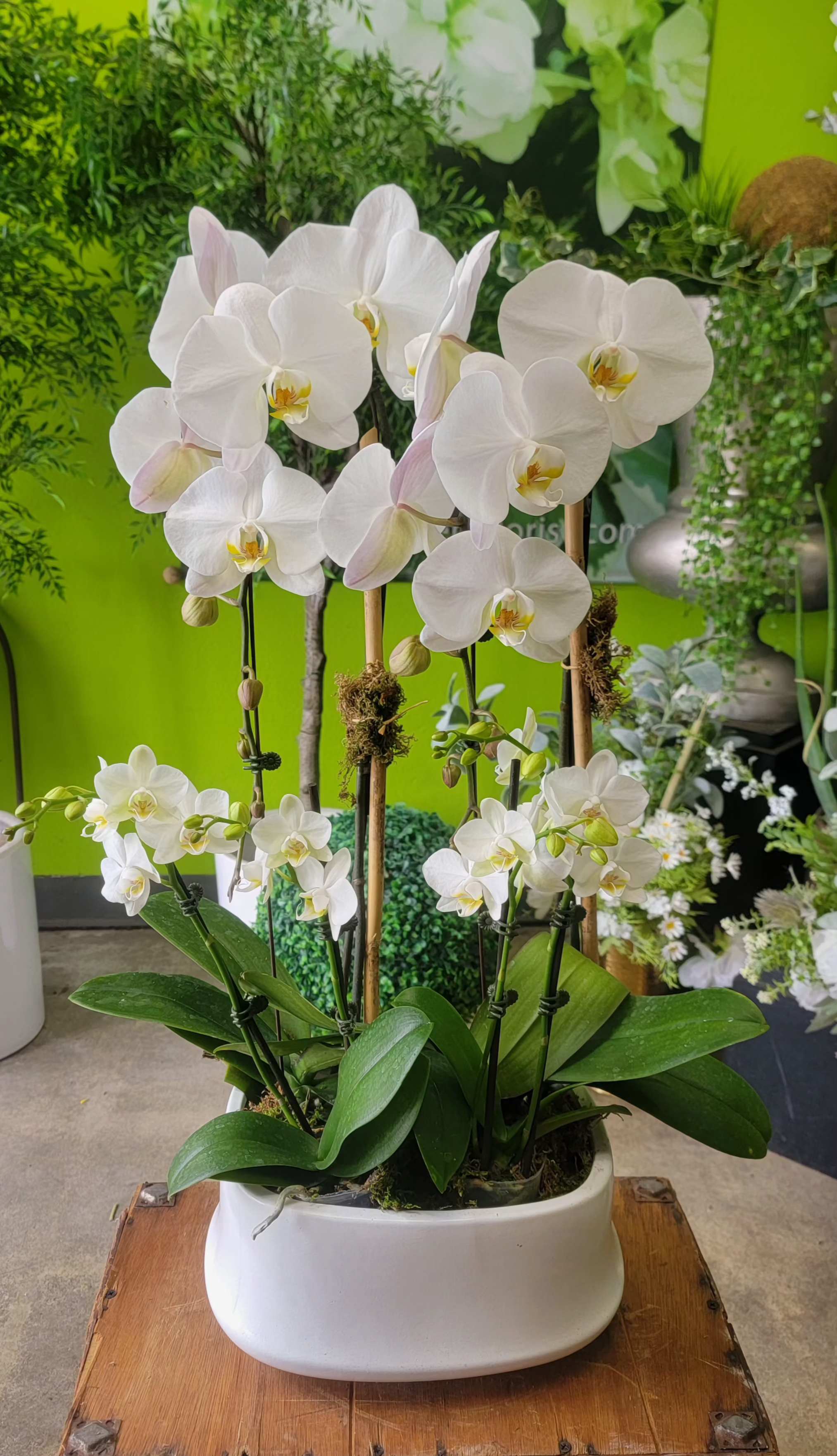 Orchid 5 - 20in w x 30in h