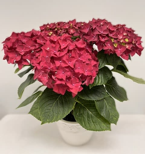 SPECIAL!! Large Gorgeous Red Hydrangea - Have you ever seen a happier plant? The red hydrangea's beautiful blooms are beloved by all. Send this potted red hydrangea plant as a housewarming gift or simply to brighten someone's day with a living gift. A beautiful red hydrangea plant is presented in a ceramic pot. (Container may vary) 