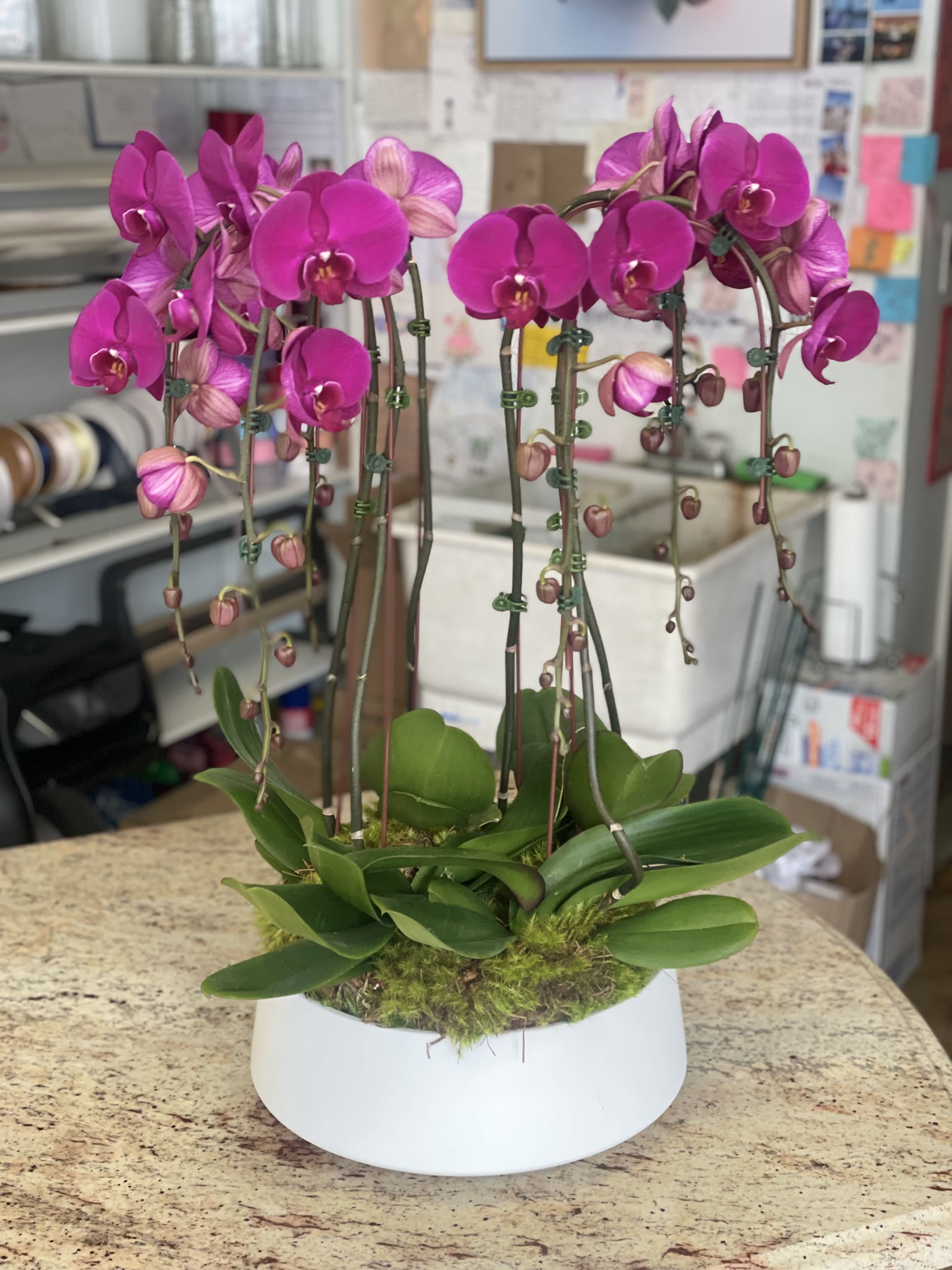 Two magenta orchid plants in a white bowl planter
