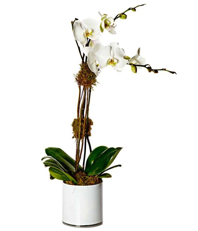 White orchid plant in a white pot