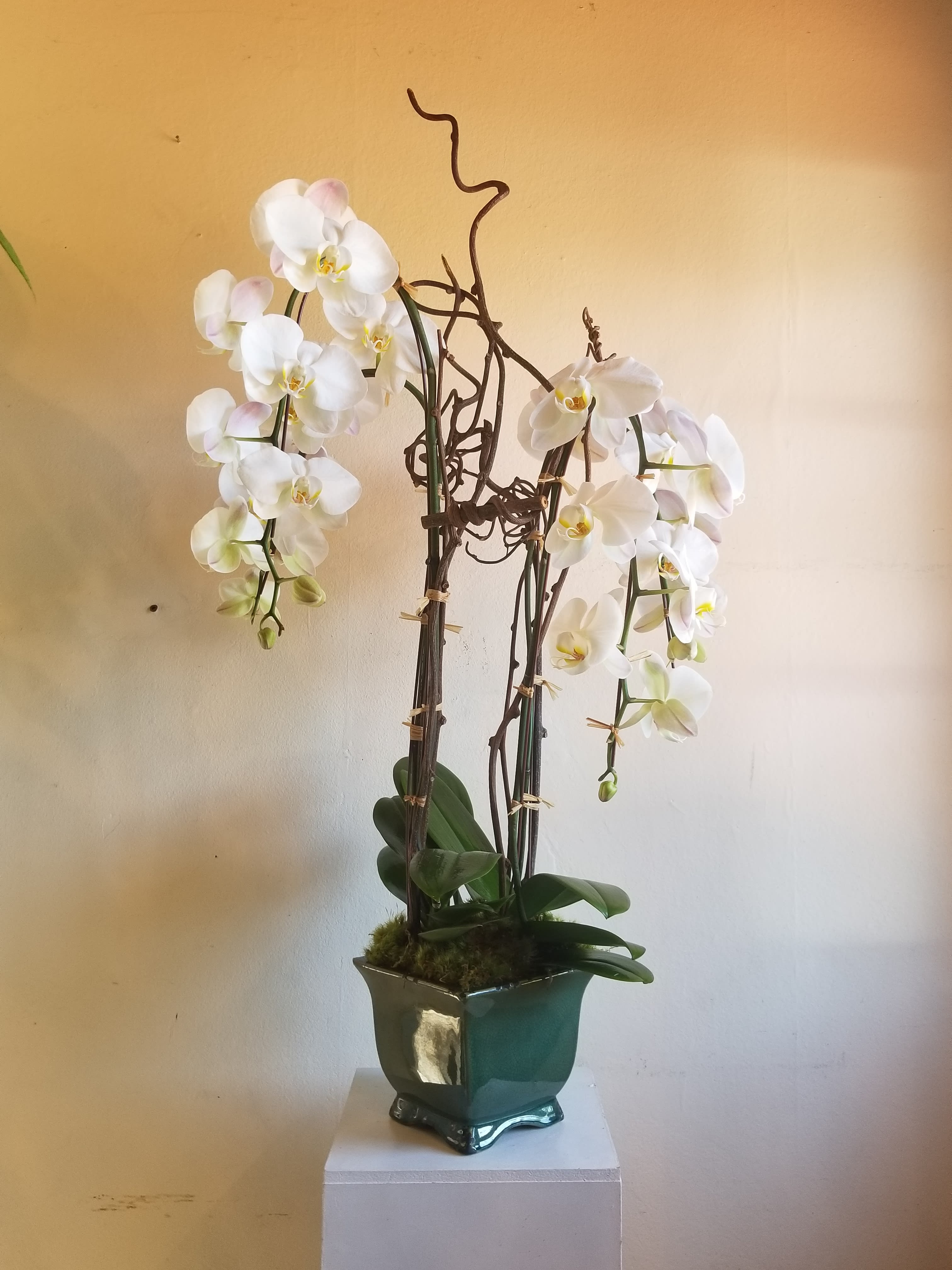 Double Orchid - Two phalaenopsis orchids potted with moss and decorative sticks. Assorted colors, cannot guarantee white on holidays. Upgrading includes succulents and or other plants. Due to limited availability please order 24 hours in advance.  