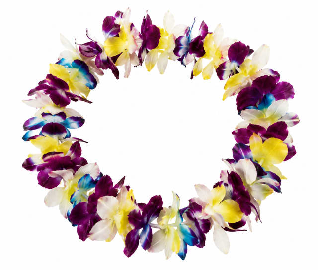 Single Multi Color Lei - Single multi color lei, using blue, purple, yellow, pink (Only available for pick up June 4th 2026) Please note that some orchids are dyed to achieve these colors.