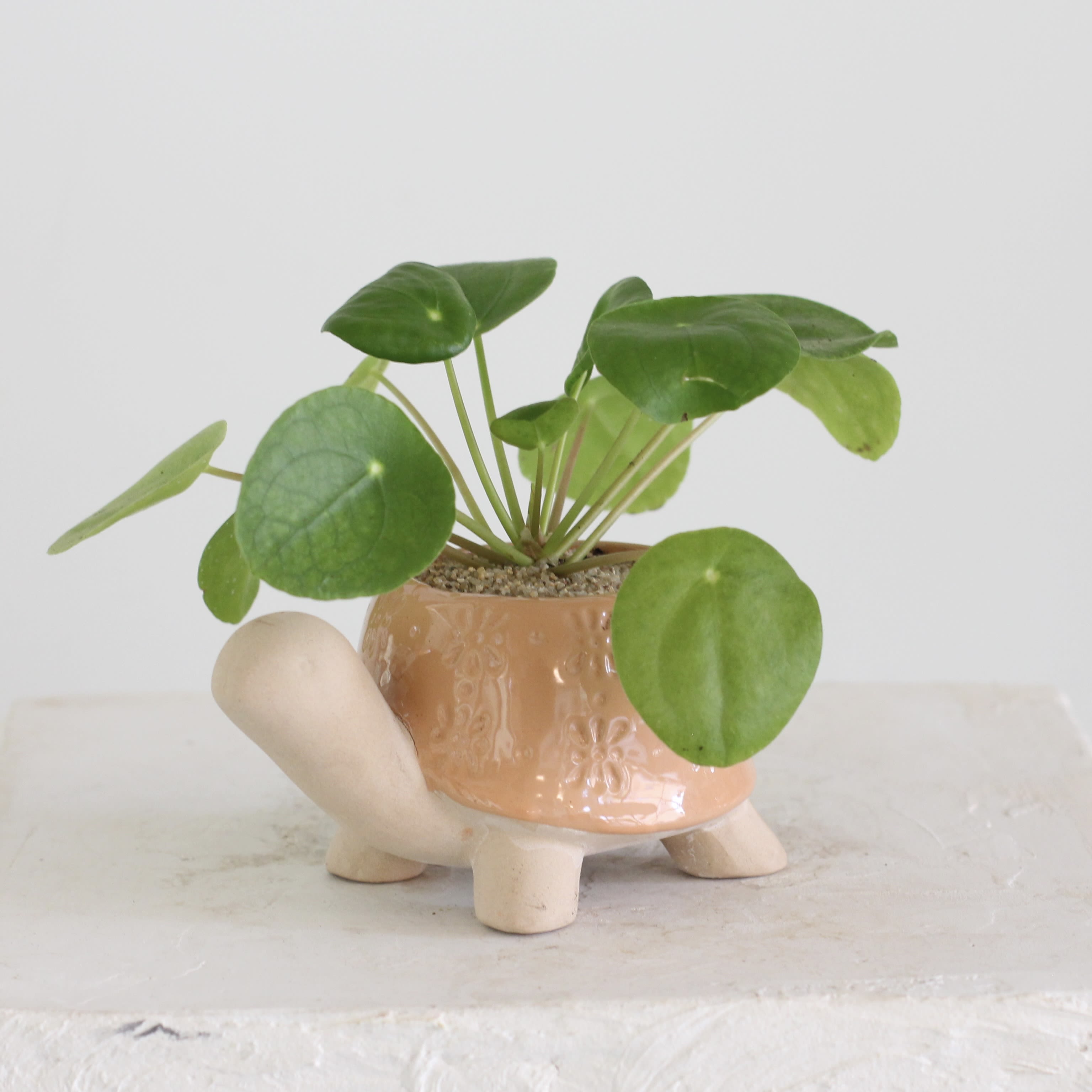Pilea in Turtle Planter - Bring a splash of whimsy to your space with this mini Pilea Peperomioides, affectionately known as the Chinese Money Plant, nestled in an adorable turtle shaped planter. Its round, coin like leaves add fresh green charm, while the ceramic turtle brings playful personality to desks, shelves, or windowsills. Easy to care for and full of character, it’s the perfect little companion for plant lovers and turtle fans alike. 
