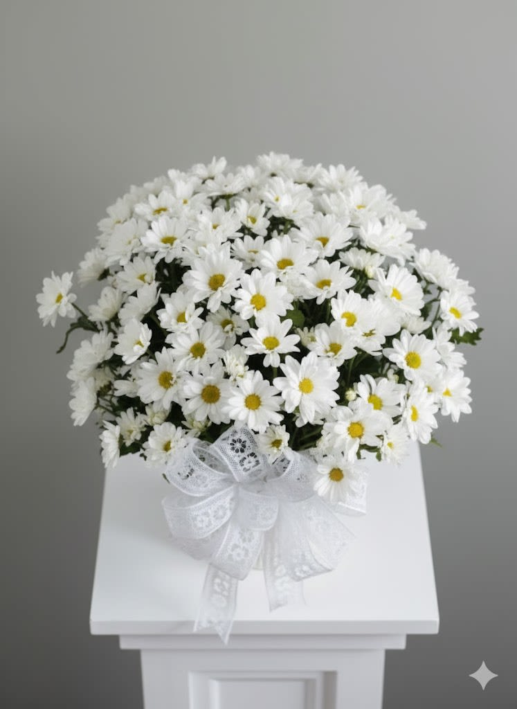 White Daisy Sympathy  -  Pet Friendly? No Chrysanthemums (Daisies) contain pyrethrins, which are toxic to both dogs and cats.  Keep this arrangement on a high surface and avoid homes with curious cats that like to chew on leaves.   Human Allergy Note : These flowers are high-pollen producers and may trigger sensitivities in allergy sufferers.  To minimize irritation, keep the arrangement in a well-ventilated area rather than on a bedside table.   Care &amp; Longevity : To keep your blooms fresh, check the soil or floral foam daily and add water to keep it consistently moist. Avoid placing the container near direct sunlight, heating vents, or drafty windows. Gently mist the foliage and remove any fading flower heads to encourage the remaining buds to stay vibrant.   Best Occasions &amp; Situations : - Sympathy &amp; Funerals - Get Well Wishes - Thinking of You - Housewarming - Elegant Birthday - Church or Memorial Services - Spiritual Milestones   Why Customers Love It : - Monochromatic elegance that fits any interior decor. - Arrives in a gift-ready ceramic planter that can be reused. - Features a classic lace ribbon for a traditional, high-end feel. - Symbolic meaning of purity, peace, and loyal love.
