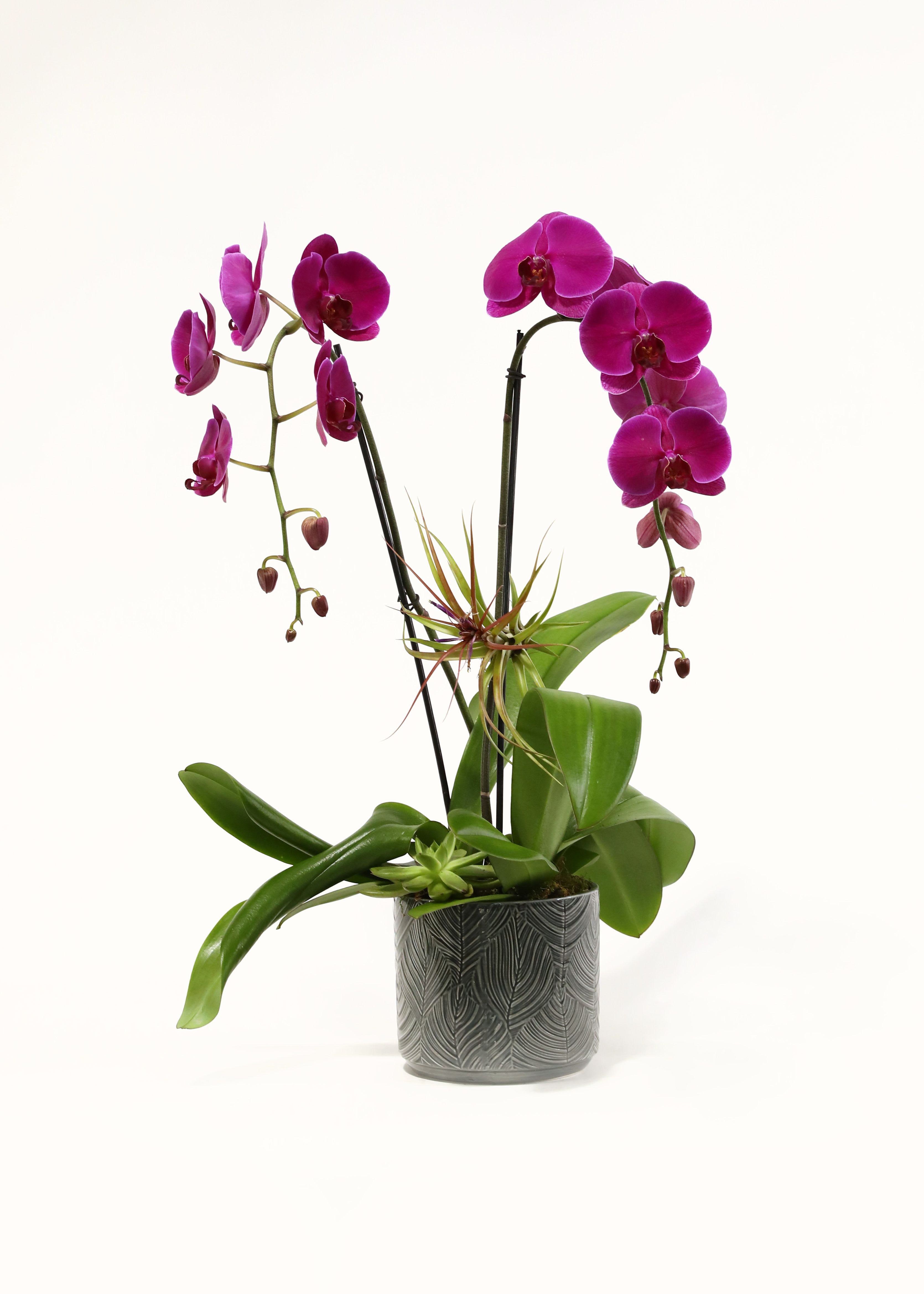 DOUBLE PURPLE WATERFALL ORCHIDS - THIS IS TWO SINGLE STEM DEEP PURPLE WATERFALL PHALAENOPSIS ORCHIDS. THEY ARE  ADORNED BY AN AIR PLANT AND A SUCCULENT IN A GRAY LEAF CERAMIC PLANTER. 