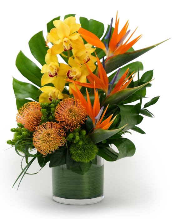 Tropical arrangement with yellow orchids, orange birds of paradise and protea in a green-wrapped glass cylinder vase