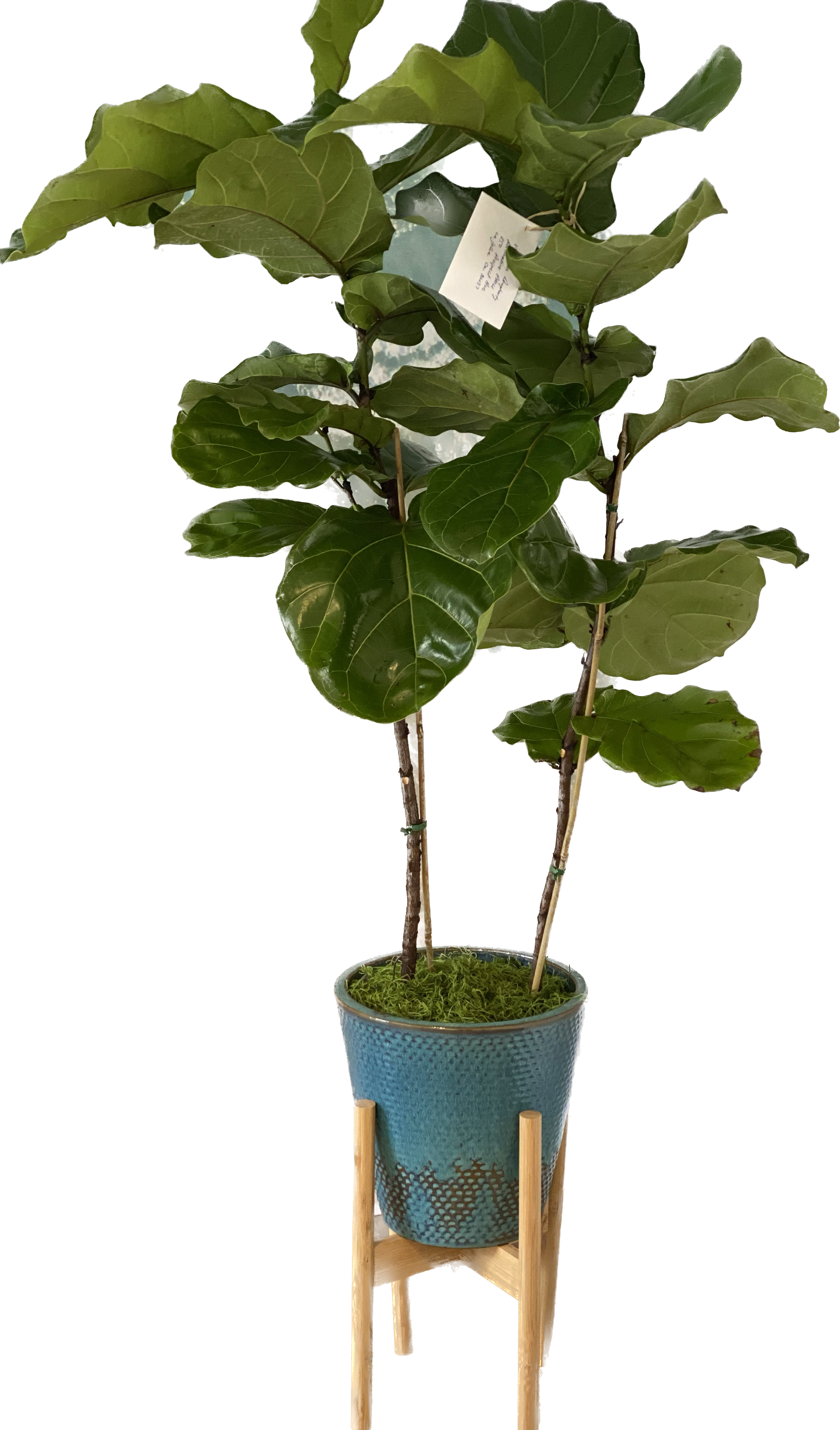 Fiddle Leaf Fig Tree  - A perfect gift for the office or home. This plant loves a humid environment and a fair amount of water with plenty of light. When given the proper care this plant is unmatched on its visual impact with its large leafy green leaves.