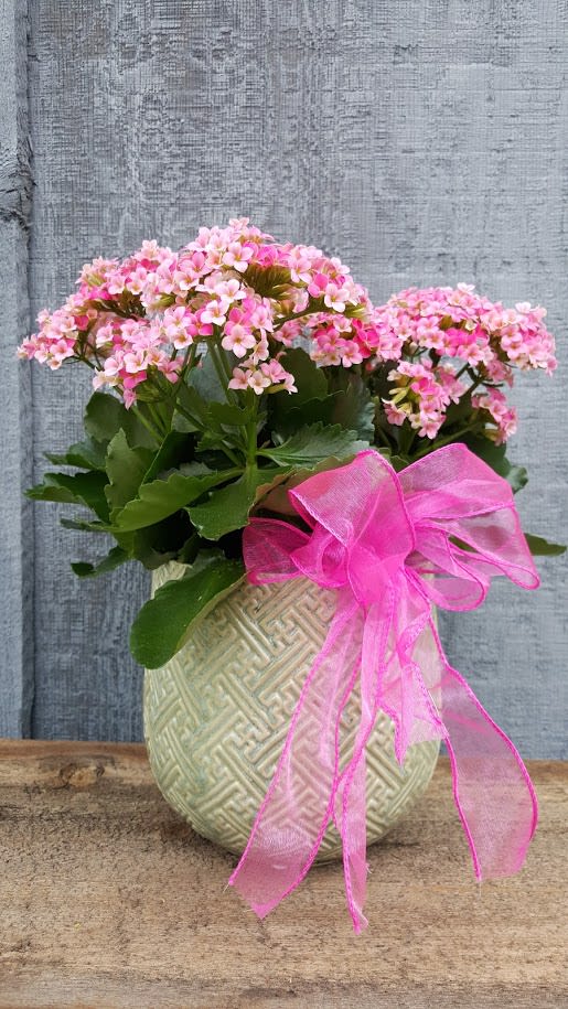 Beautiful blooming plant - Blooming indoor plant potted in a lovely vessel to compliment.