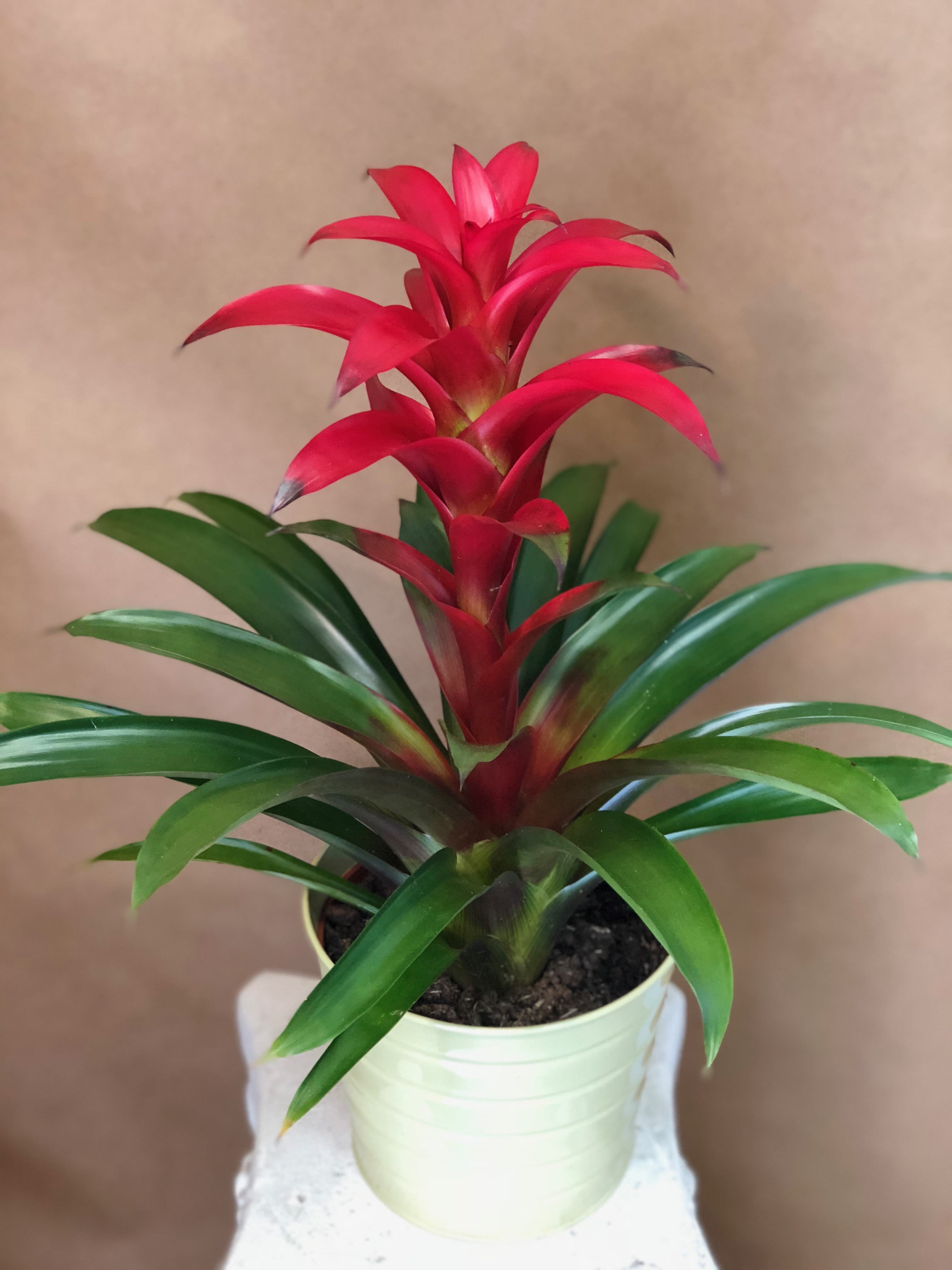 Potted bromeliad with bright red bracts and long green leaves