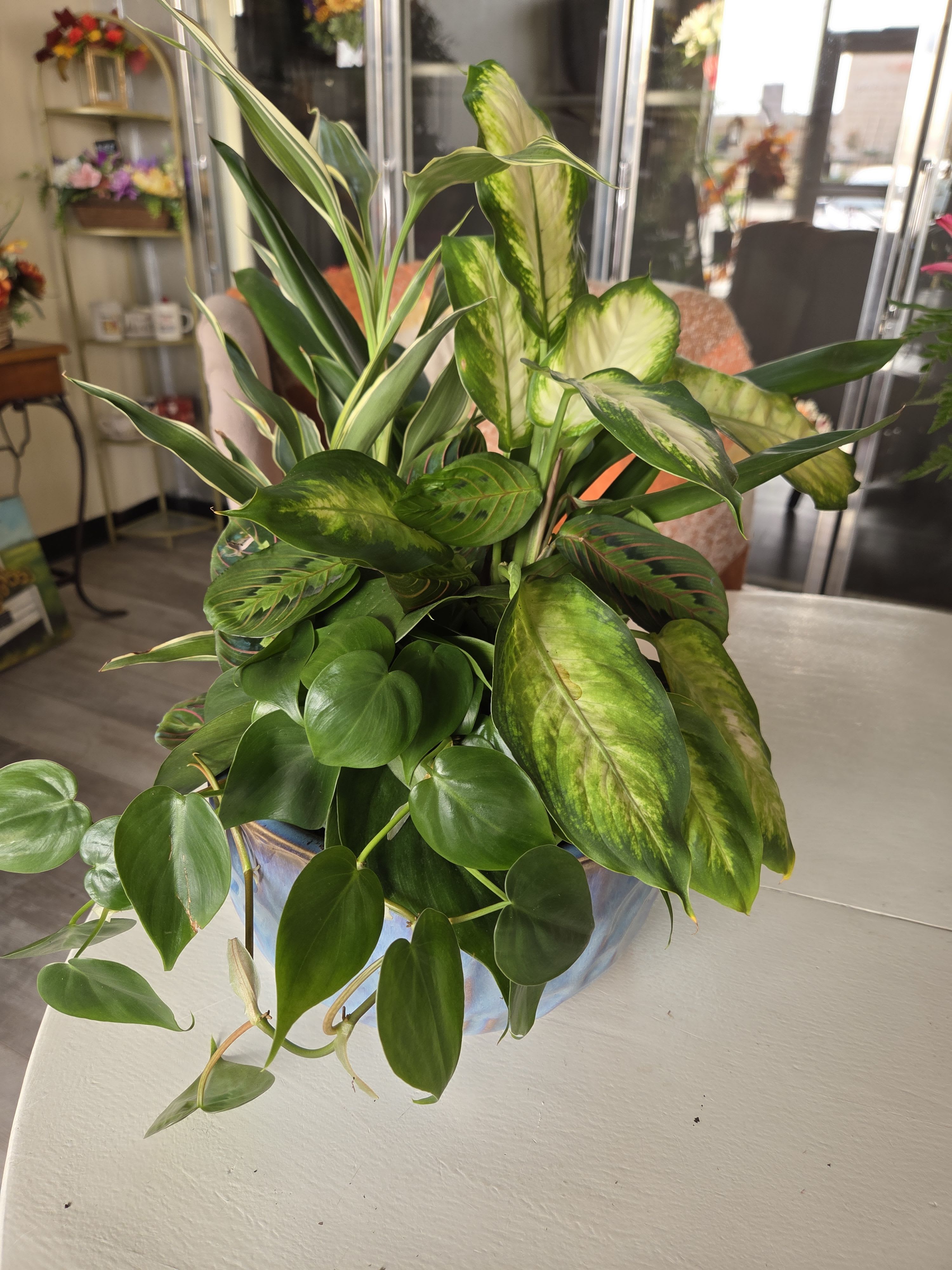 Mixed green houseplants arranged in a decorative pot