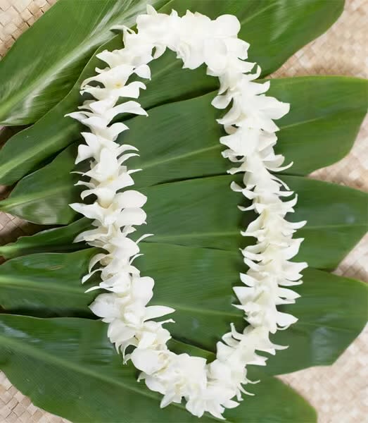 White flower lei laid over large green leaves