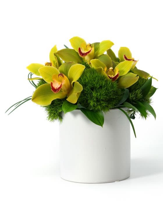 Compact yellow cymbidium orchid arrangement with green accents in a white cylinder vase