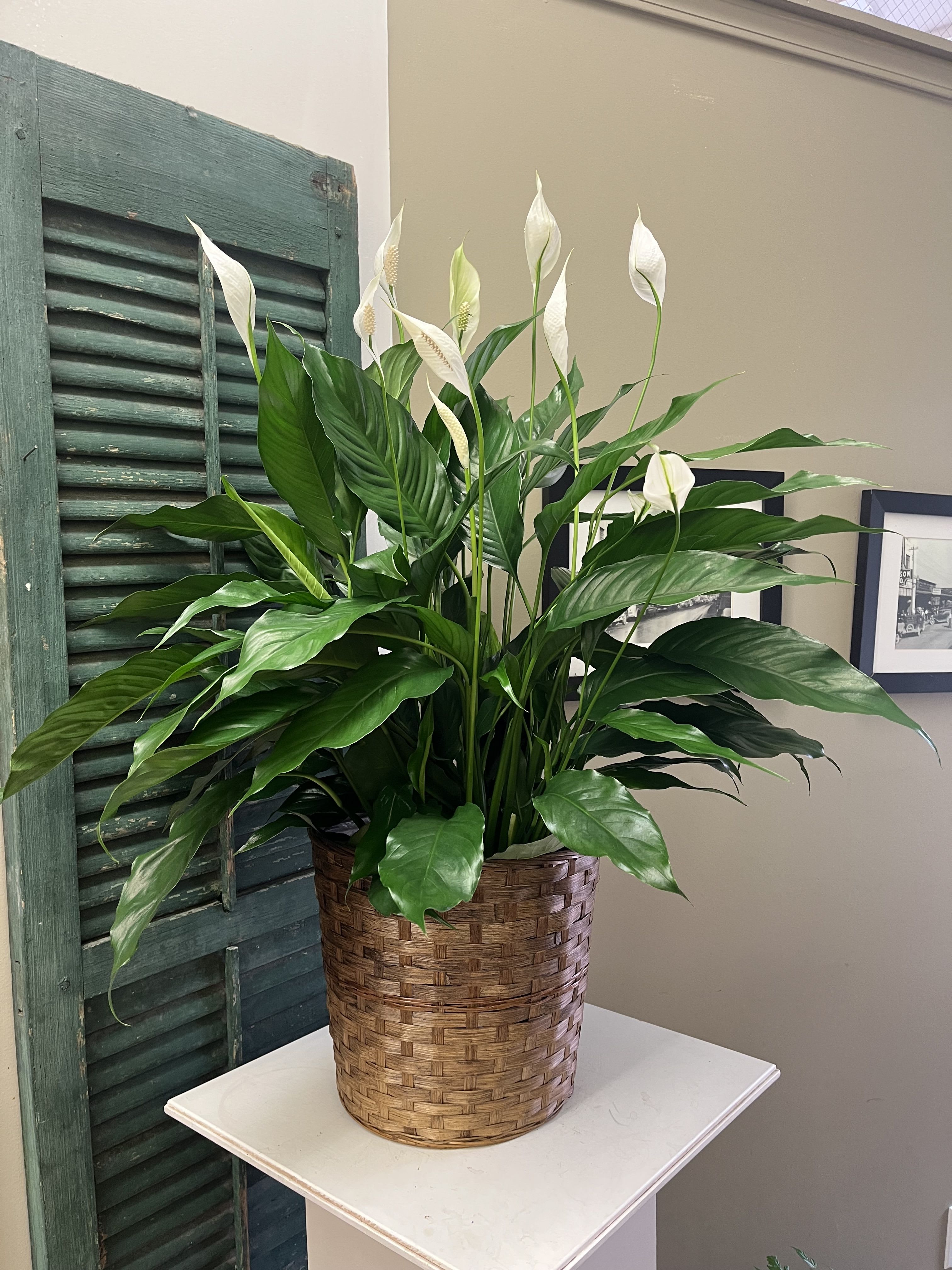 Potted peace lily with white blooms in a woven basket