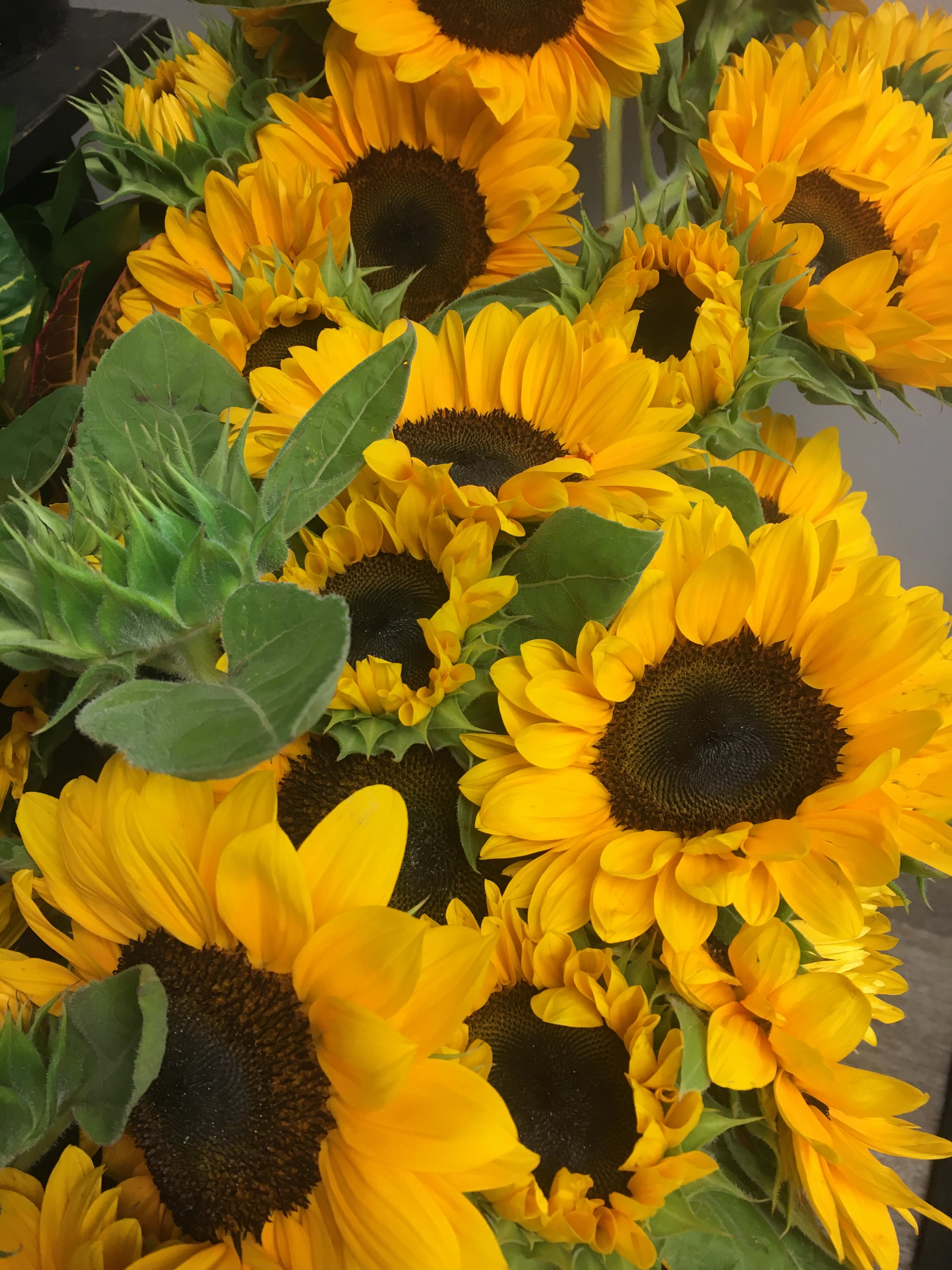 Sunflowers bouquet wrapped  - Local sunflowers wrapped in cello/ tissue with greens and filler.  Bouquet that he/ she can put in their own vase. Great summer special. 