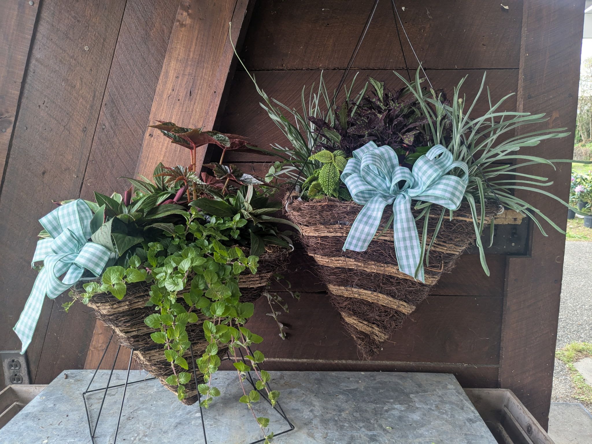 Two hanging baskets of mixed potted plants with blue plaid bows