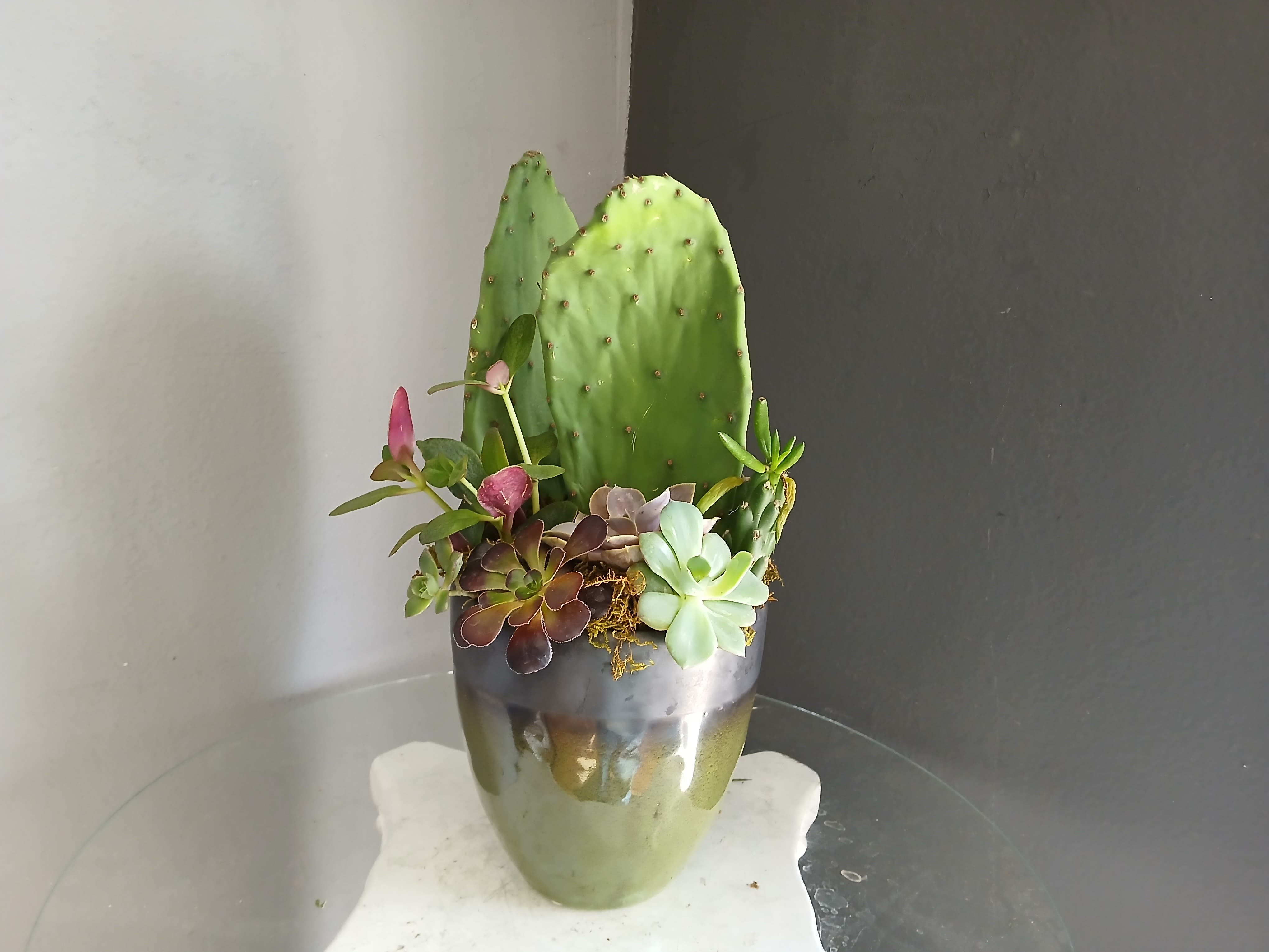 Paddle Cactus Mixed Pot - Paddle Cactus mixed with succulents in a green pot.