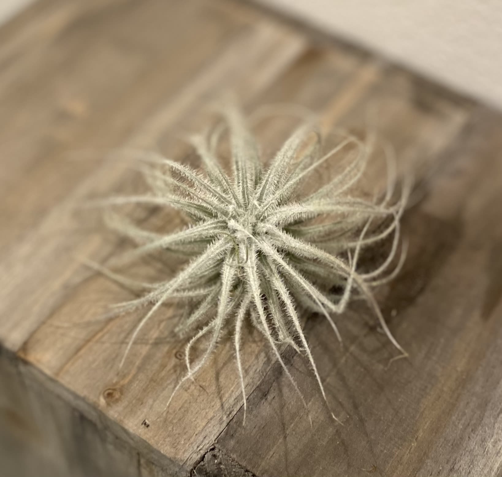 Small air plant on a wooden surface