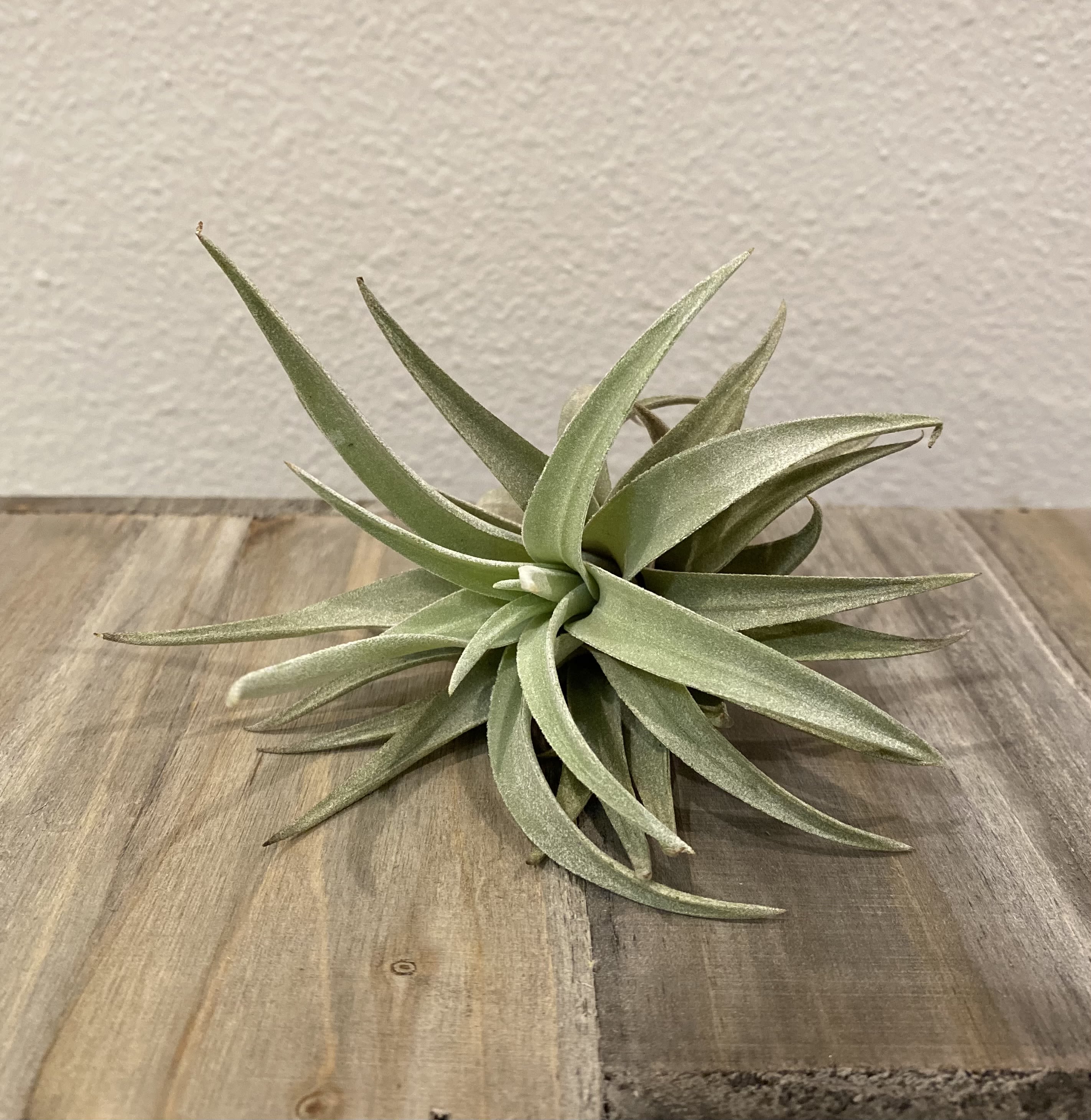 Single air plant with long silvery-green leaves on a wooden surface
