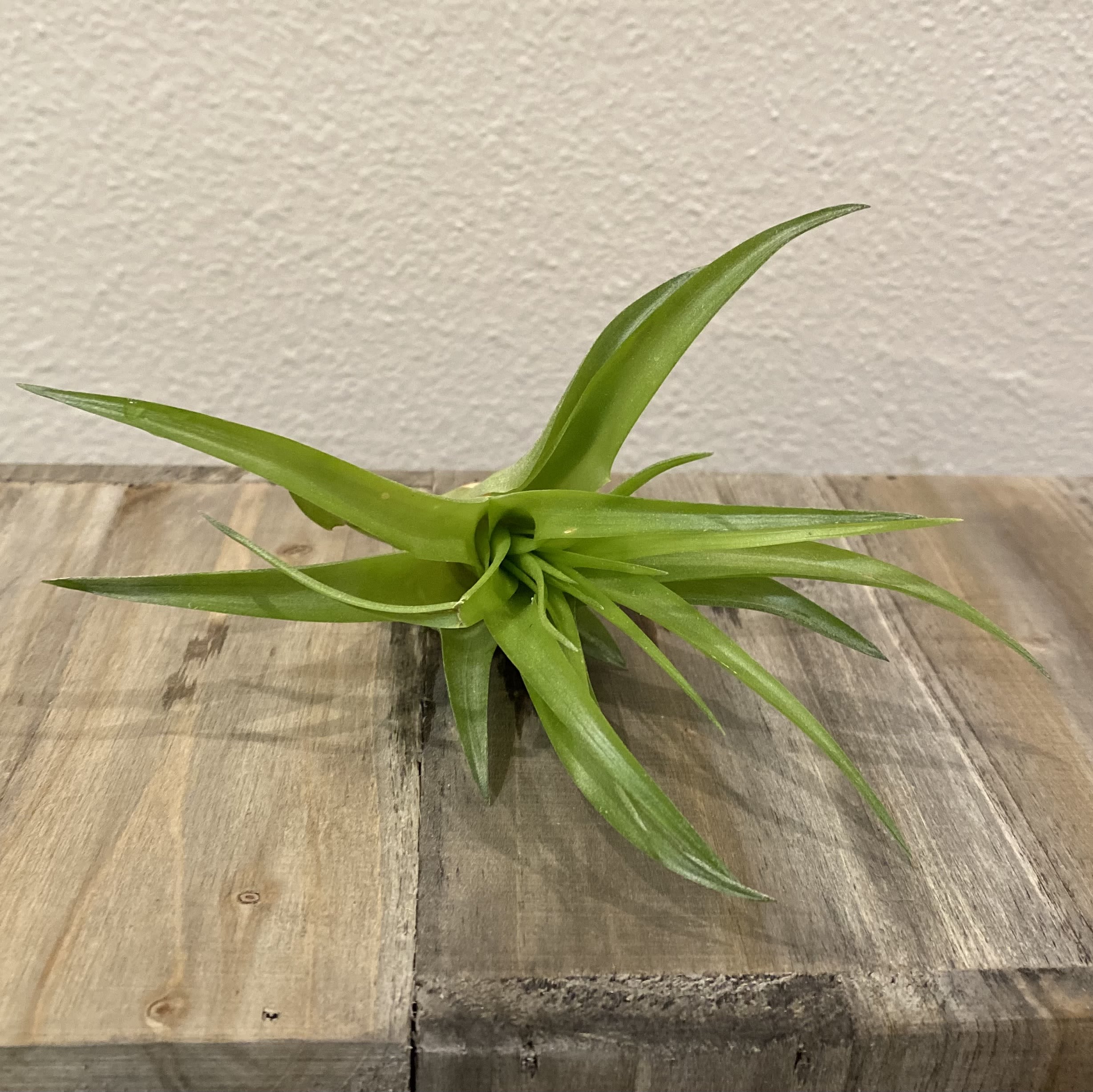 Small green air plant with long pointed leaves on a wooden surface
