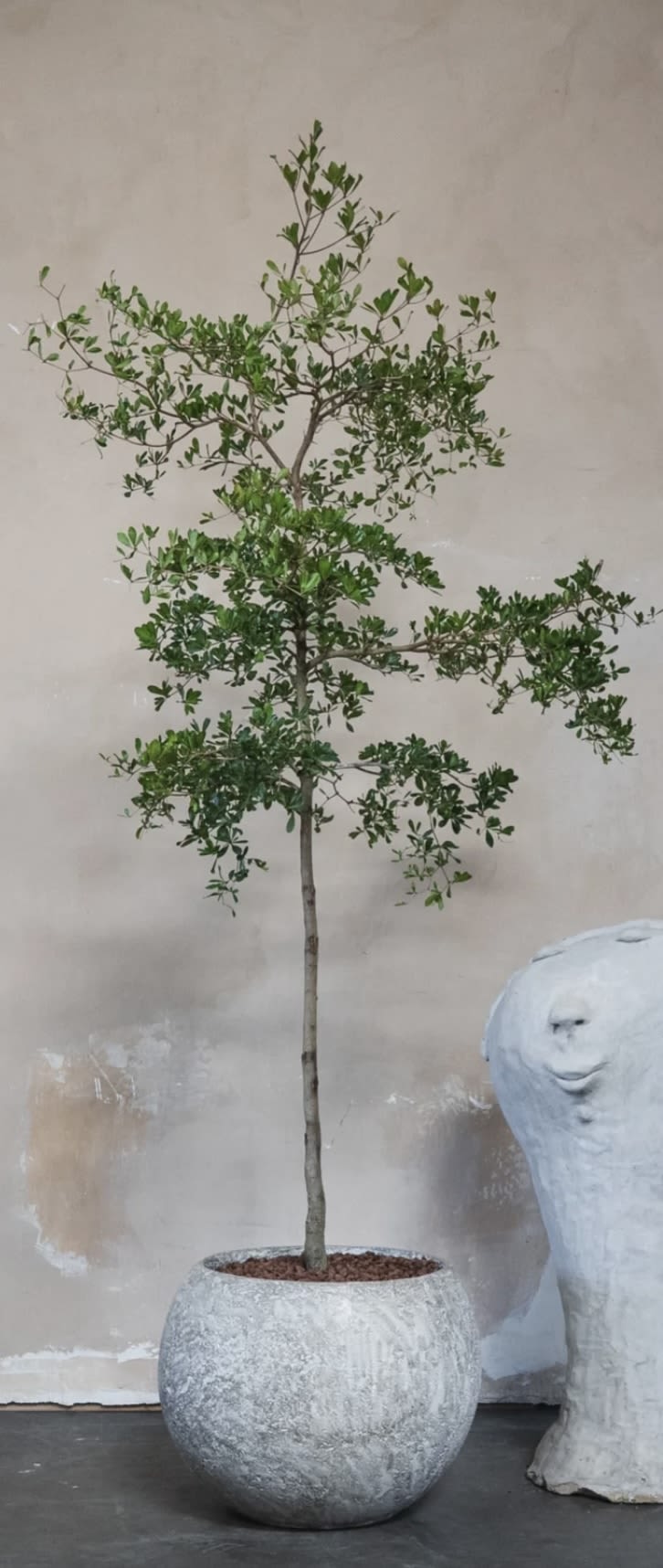 Tall indoor potted tree with sparse branches in a round gray planter beside a white sculpture