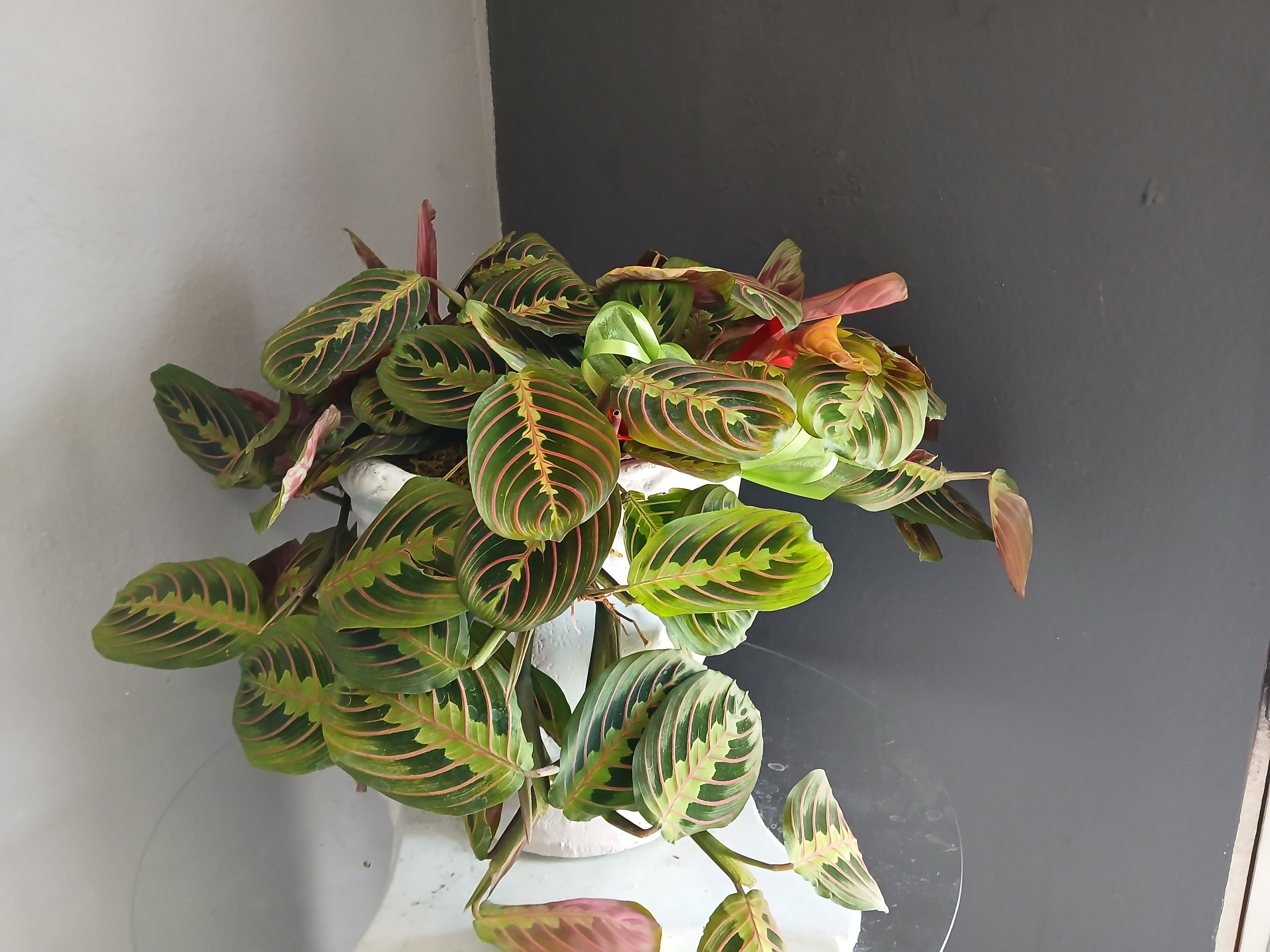 Prayer Plant - Green and pink plant in a white pot
