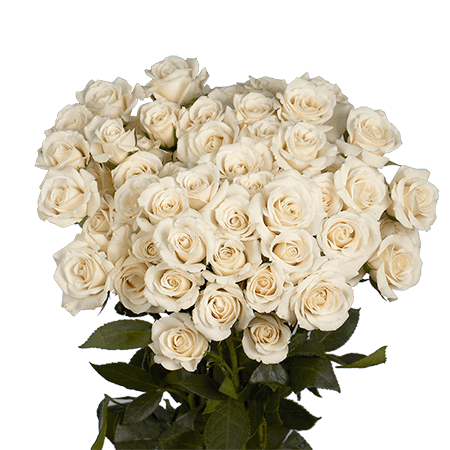 White Spray Roses - Spray roses contain 10 stems per bunch.   Please read the following instructions before placing your order.  Bulk flower orders placed through our online site must be placed two days in advance from the desire pick up date, that will give us enough time to get it ready for you in case we do not have the item available in store. To check availability of the item you could contact our location in Tustin for more information. If you place the order with no anticipation time your order must be canceled.  155 W. First St. Tustin, CA. 92780 (714) 368-9845  Monday - 8 a.m.- 4 p.m. Tues-Fri 8 a.m. - 6 p.m. Saturday - 8 a.m. - 4 p.m. Sunday - 10 a.m. - 2 p.m.
