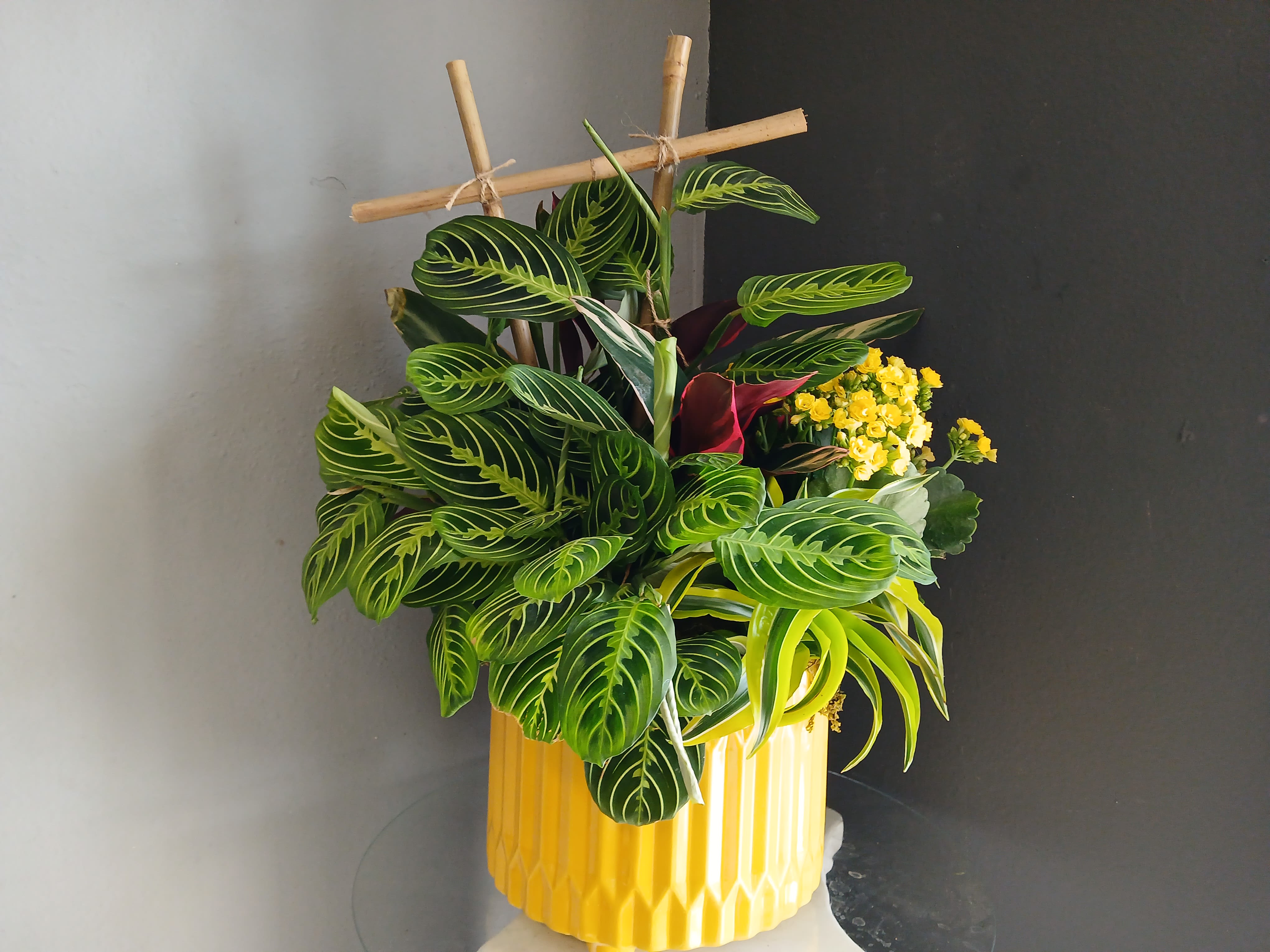 Mixed Planter #PL101 - Prayer plant and Kalanchoe mixed plant arrangement in a yellow pot